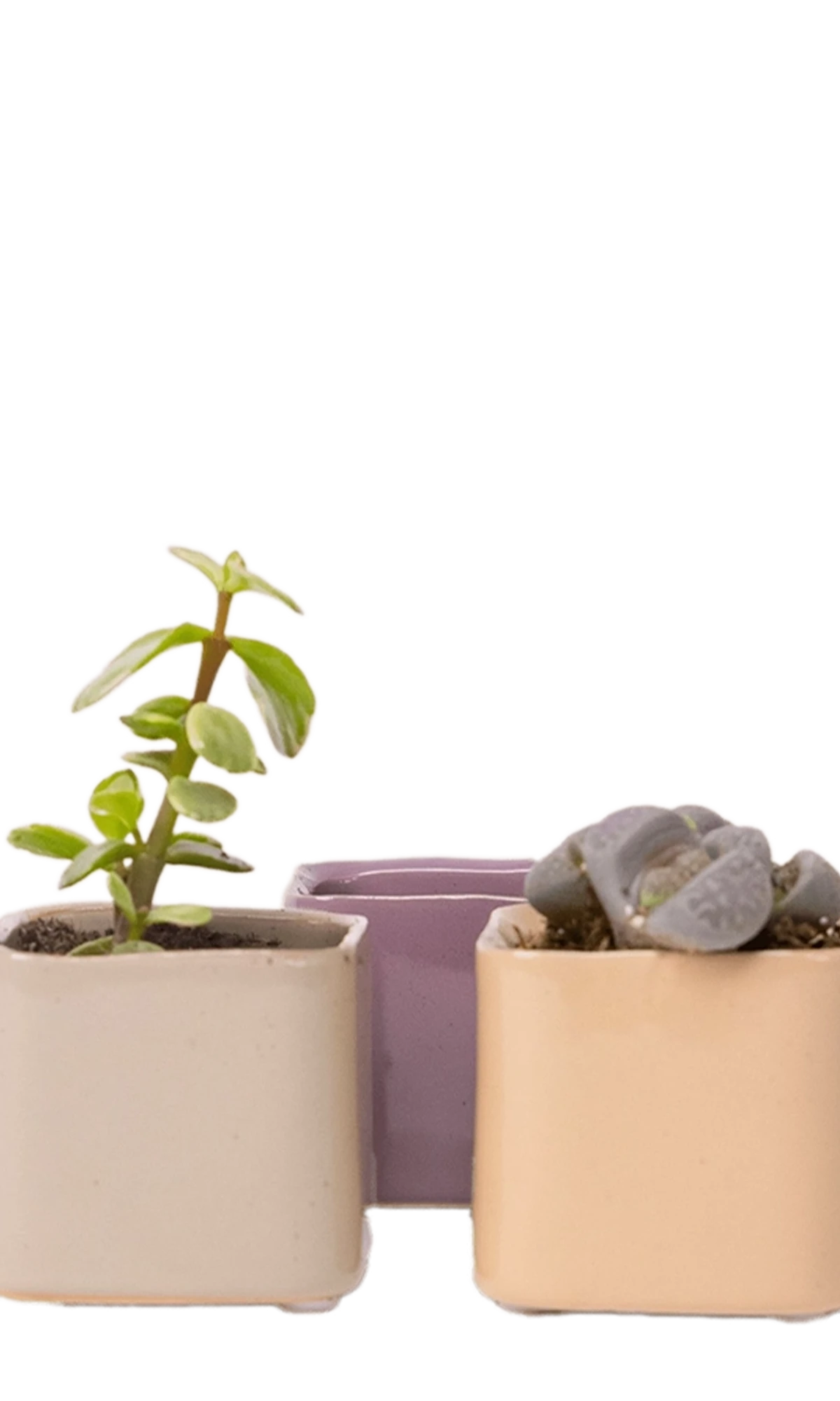 Three Chive Svek fully glazed ceramic planters in assorted colors styled with small plants.