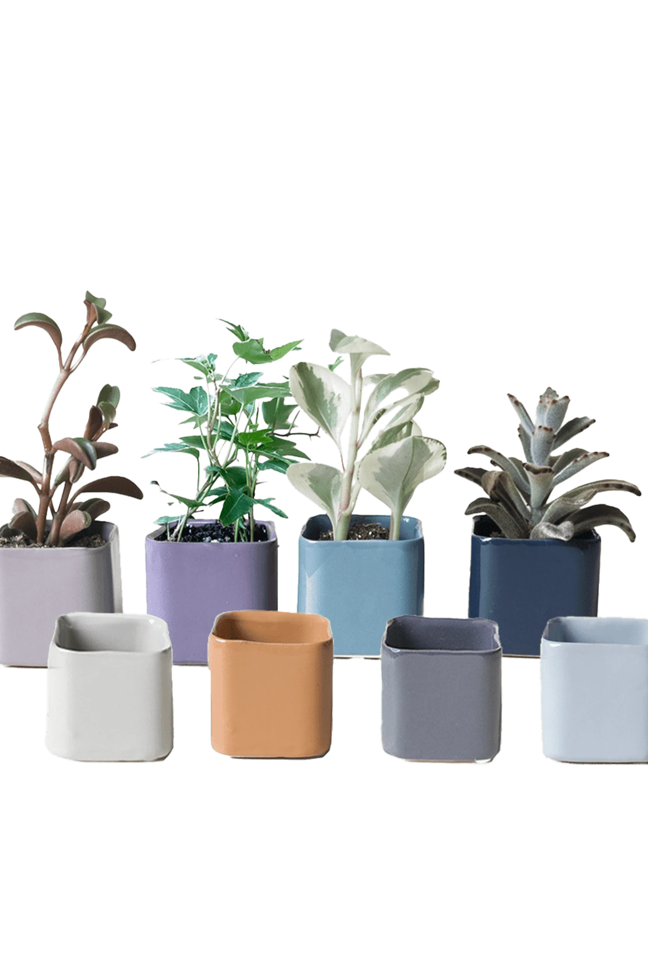 Multiple Chive Svek fully glazed ceramic planters in assorted colors styled with small plants.