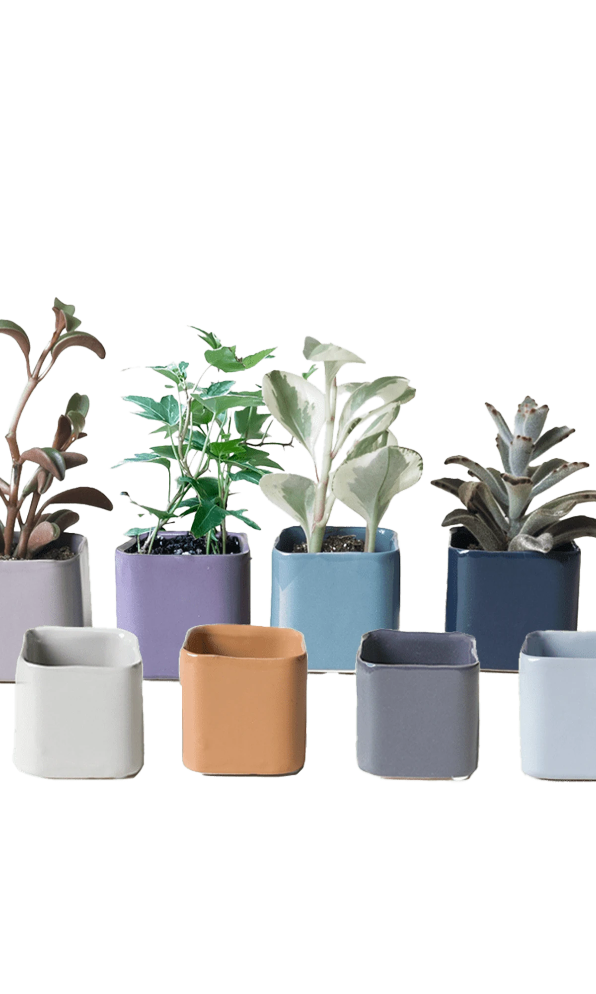 Multiple Chive Svek fully glazed ceramic planters in assorted colors styled with small plants.