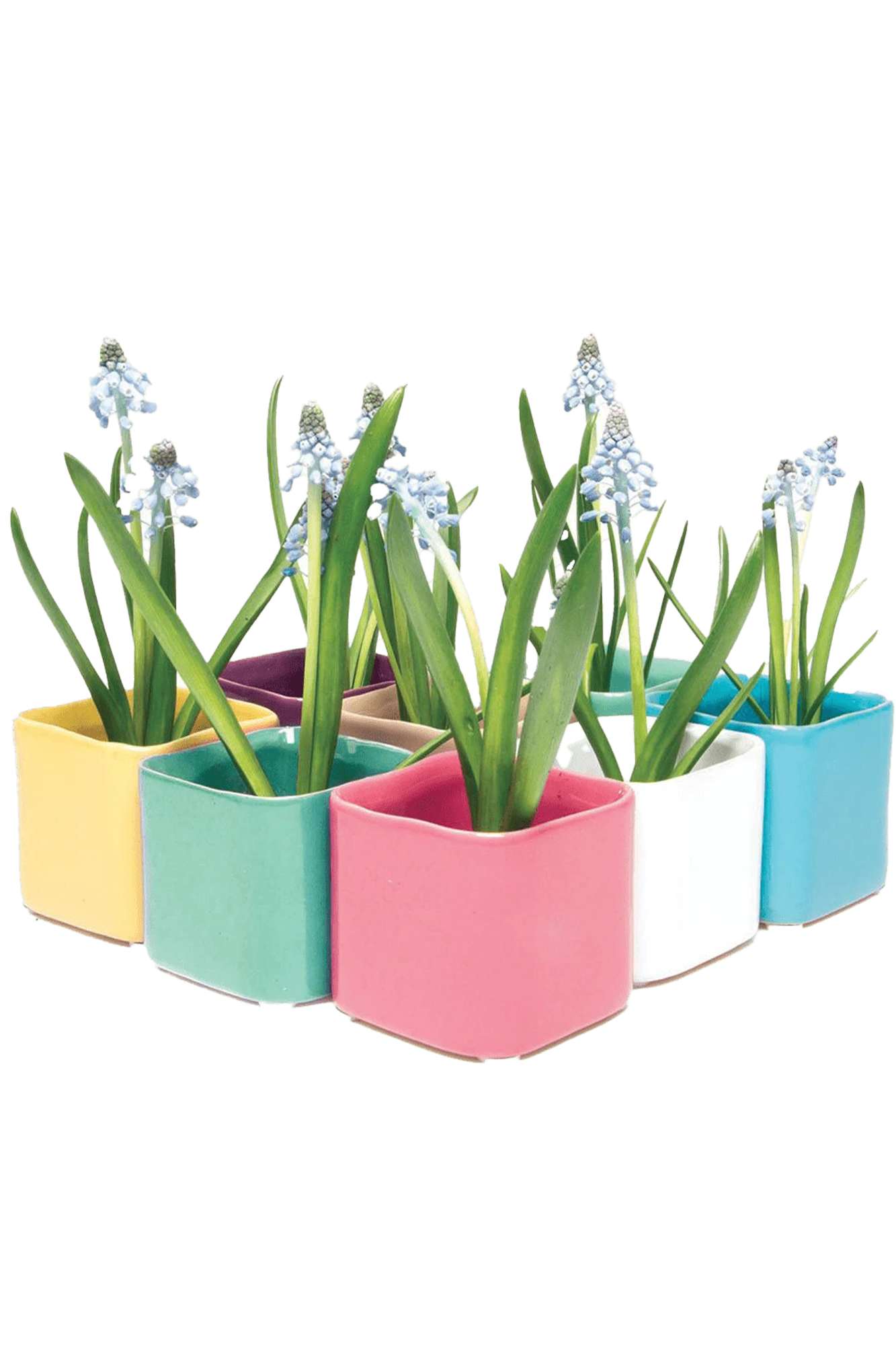 Multiple Chive Svek fully glazed ceramic planters in bright colors styled with small floral plants.