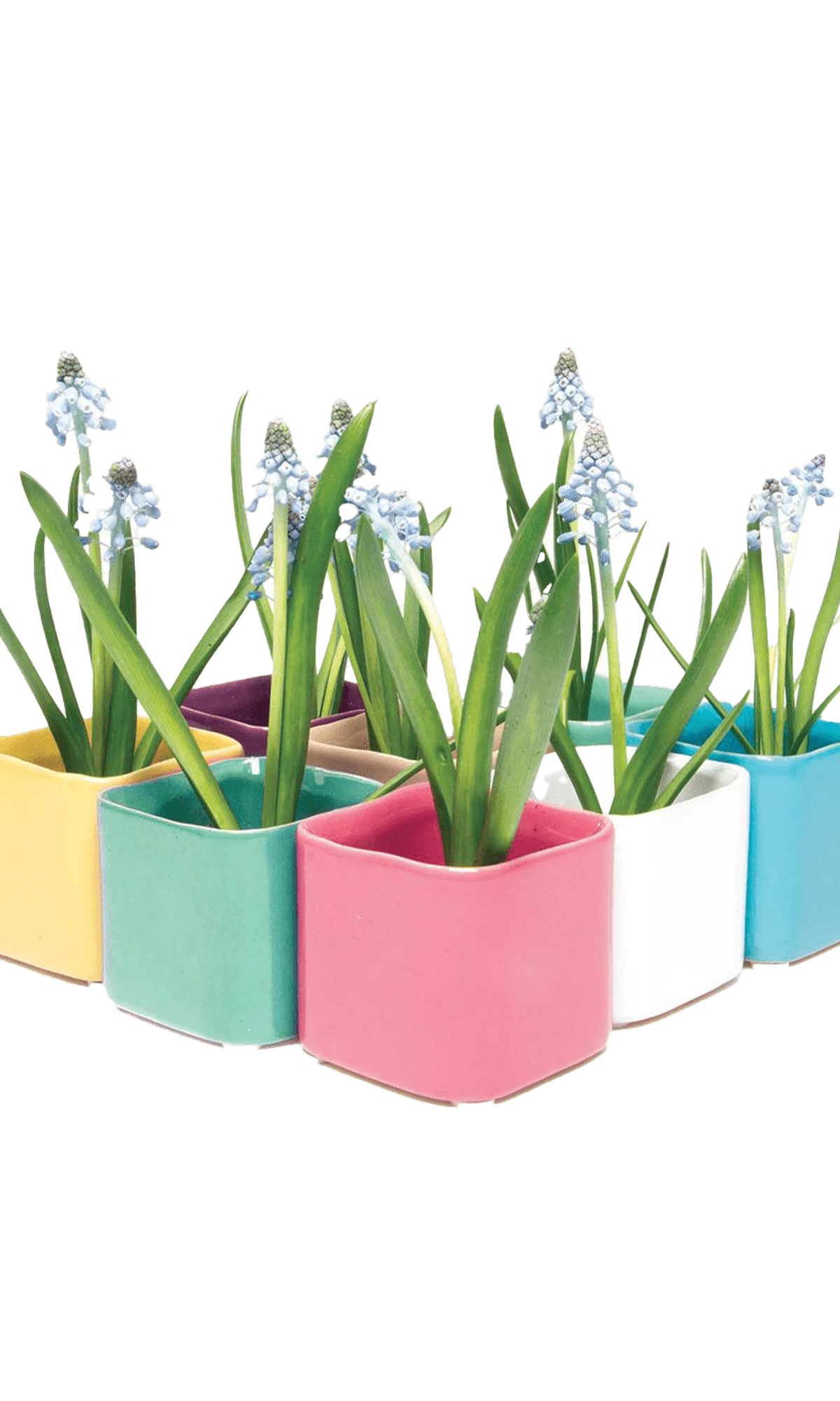 Multiple Chive Svek fully glazed ceramic planters in bright colors styled with small floral plants.