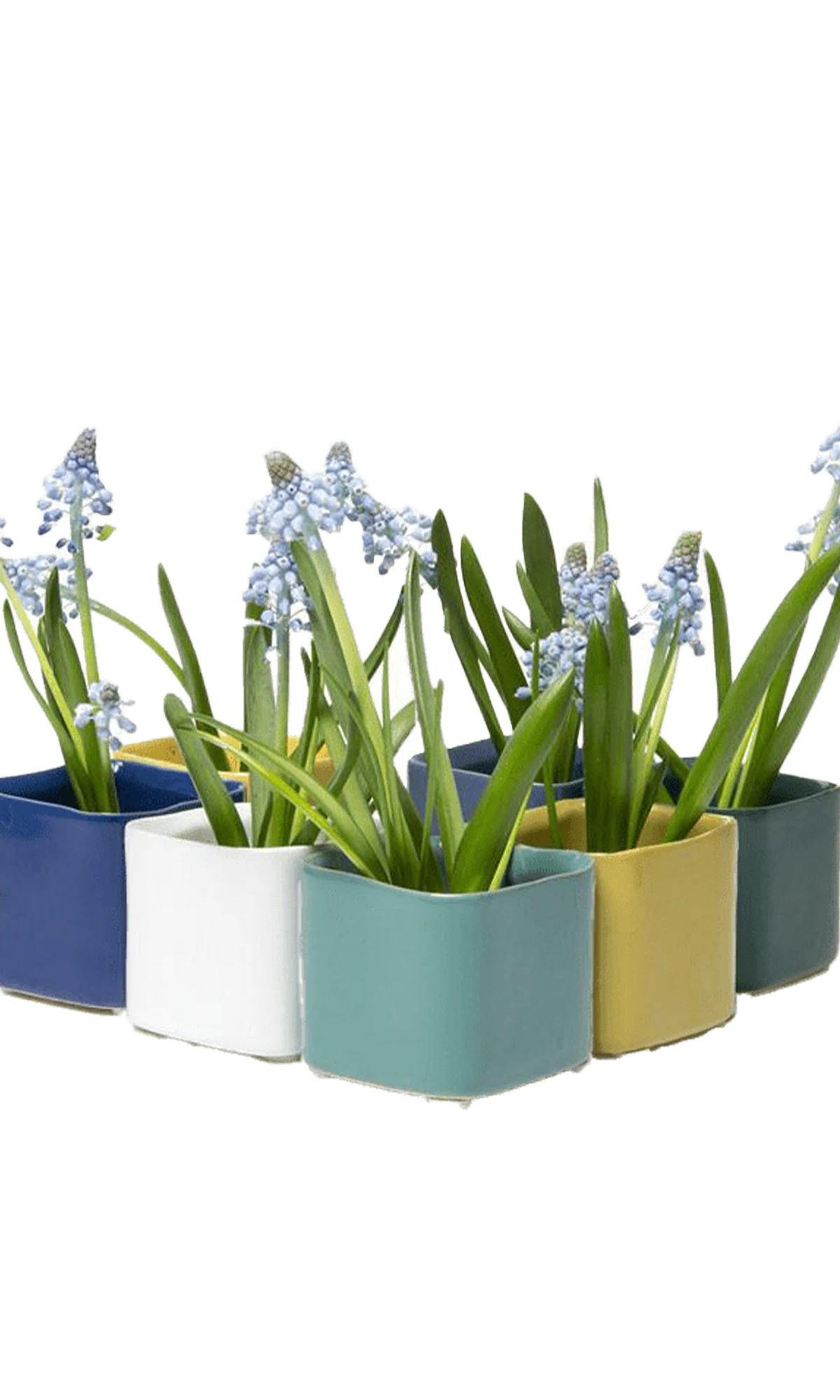 Multiple Chive Svek fully glazed ceramic planters in cold tone colors styled with small floral plants.