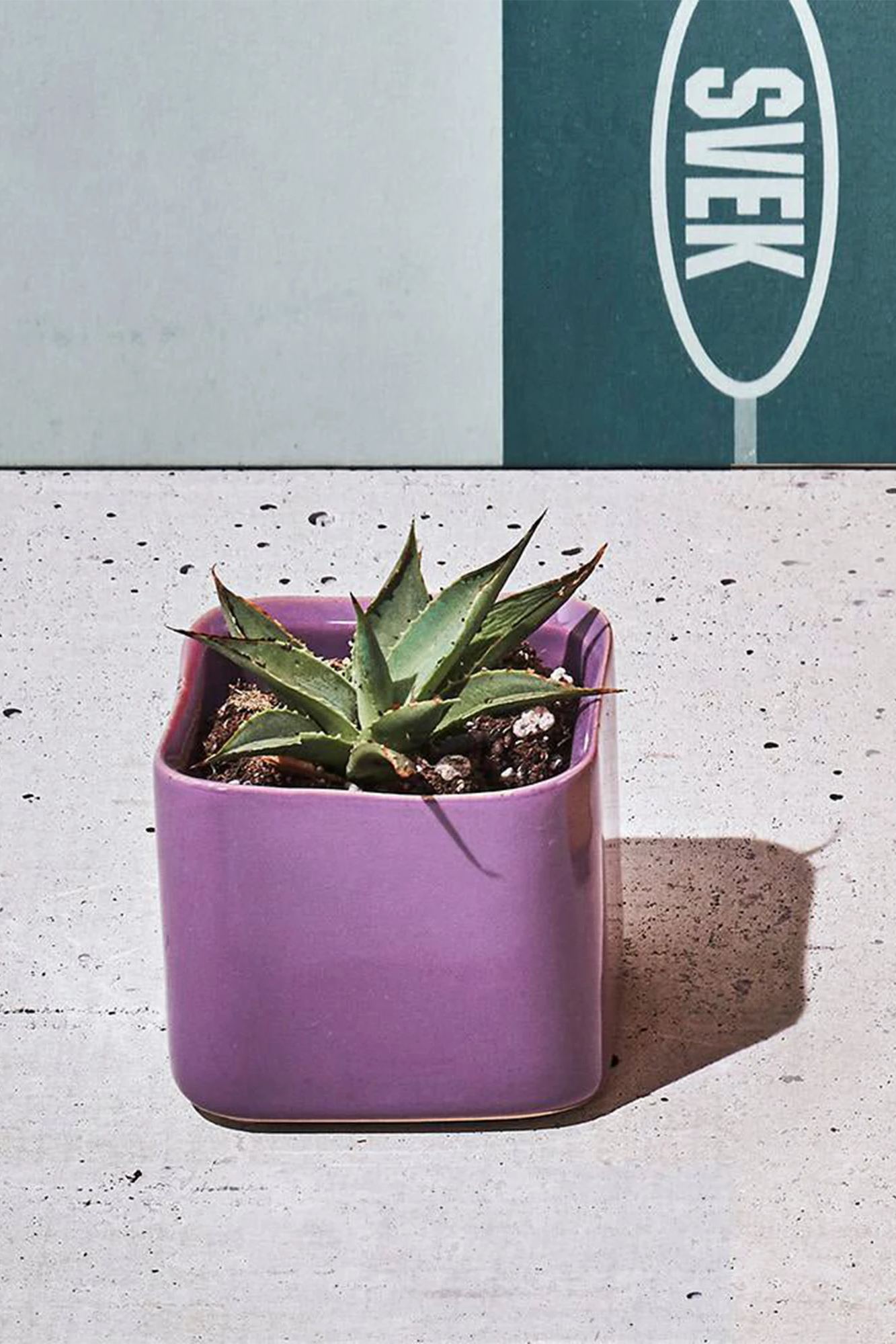Chive Svek dewberry purple fully glazed ceramic small planter styled with a succulent in a bright room.