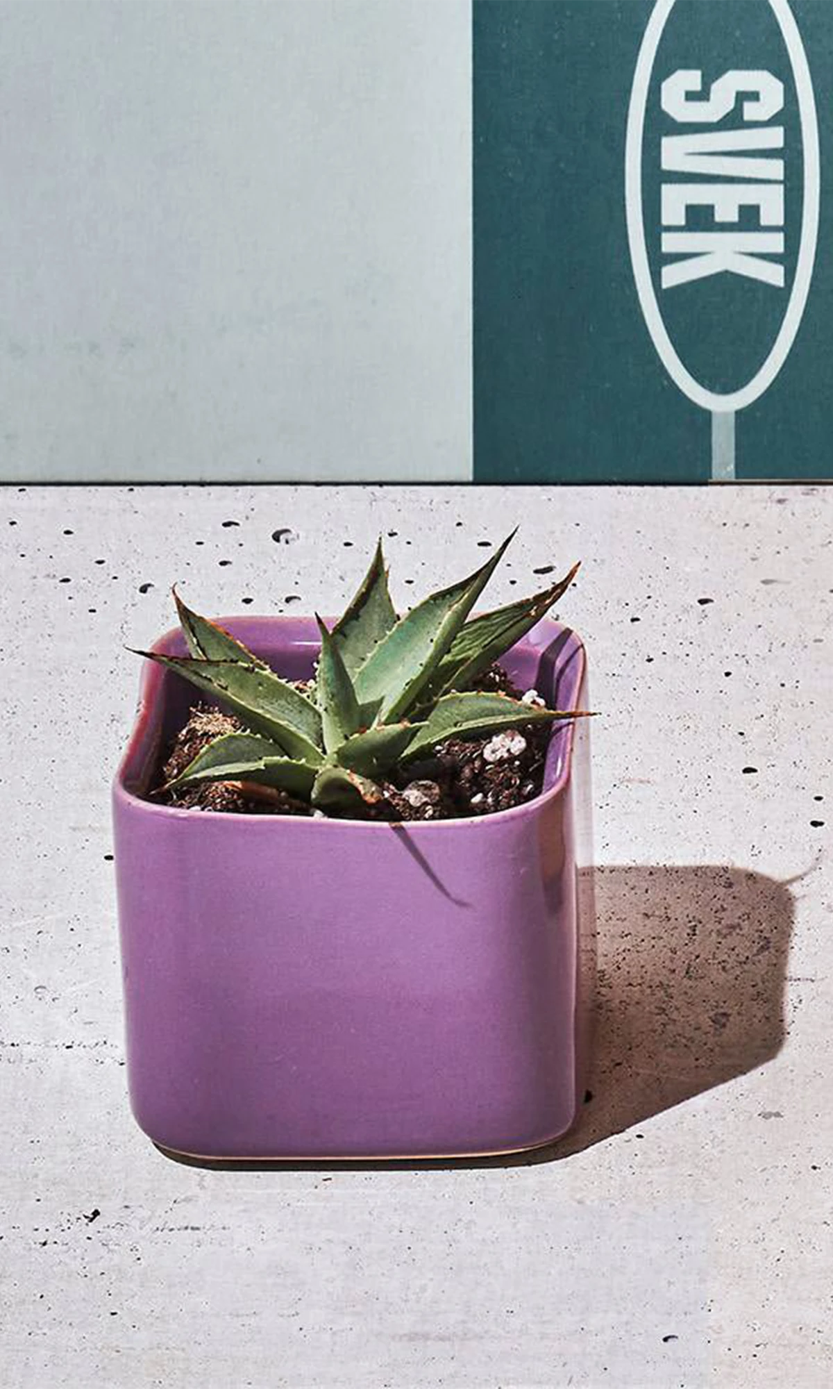 Chive Svek dewberry purple fully glazed ceramic small planter styled with a succulent in a bright room.