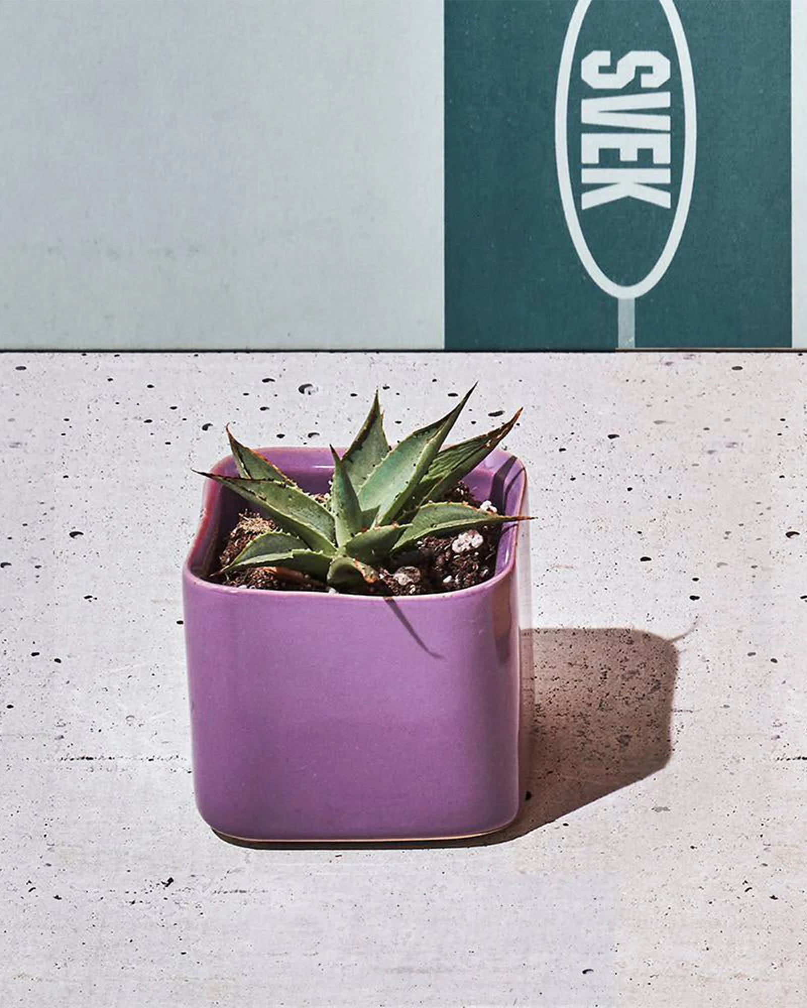 Chive Svek dewberry purple fully glazed ceramic small planter styled with a succulent in a bright room.