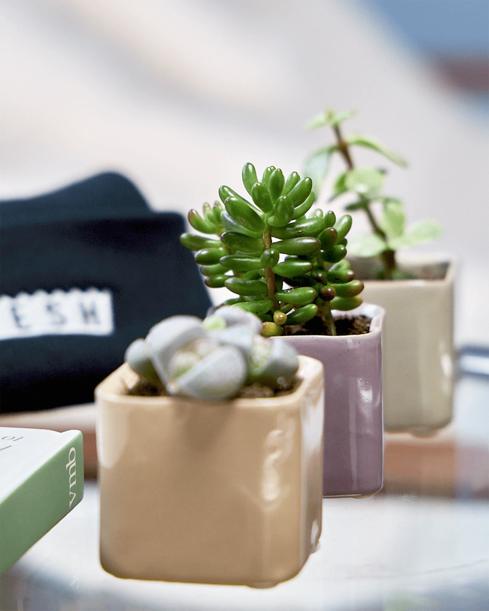 Three Chive Svek fully glazed ceramic planters styled with small plants on a glass table in a bright room.