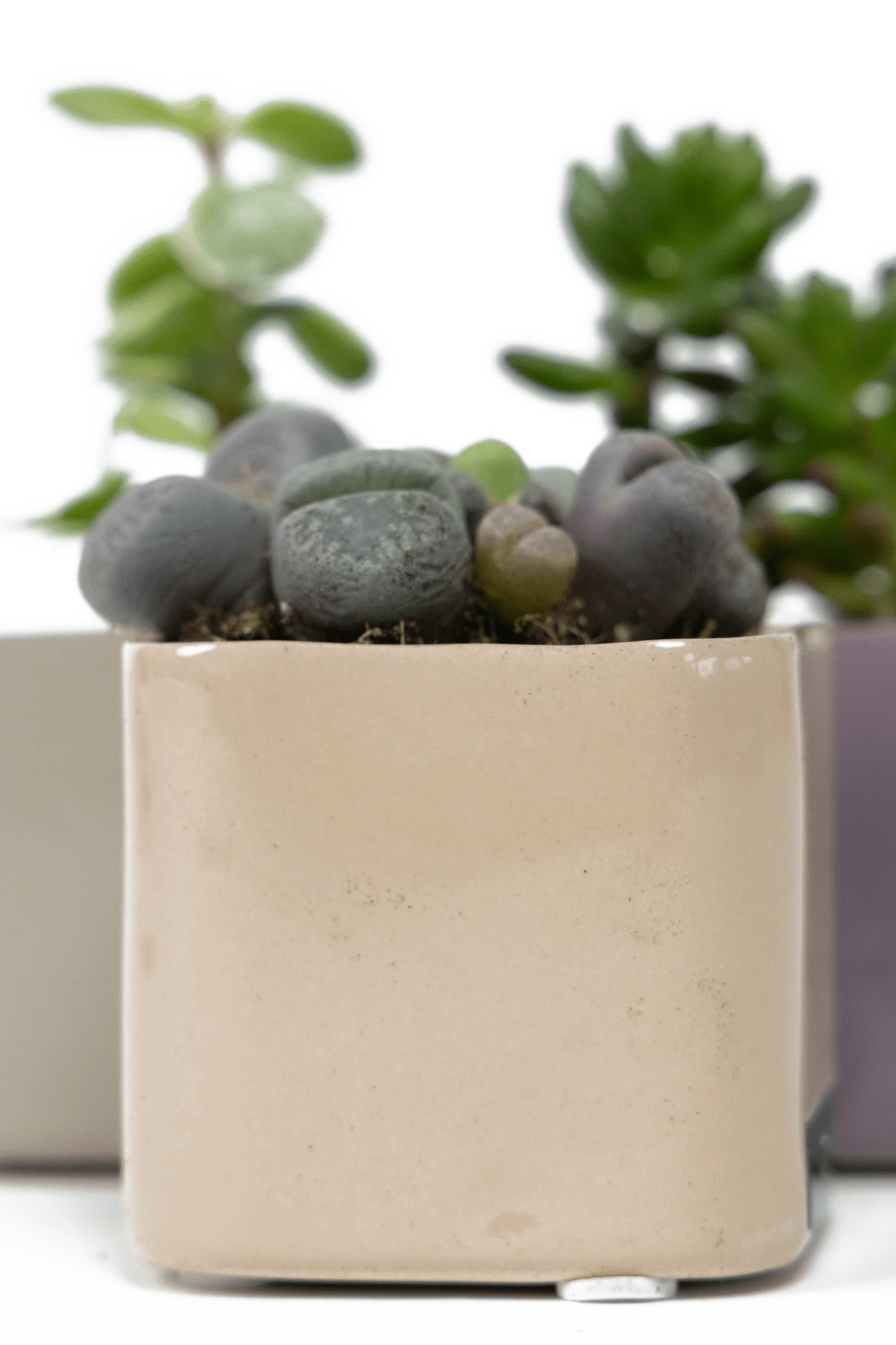 Three Chive Svek fully glazed ceramic planters in assorted colors styled with succulents.