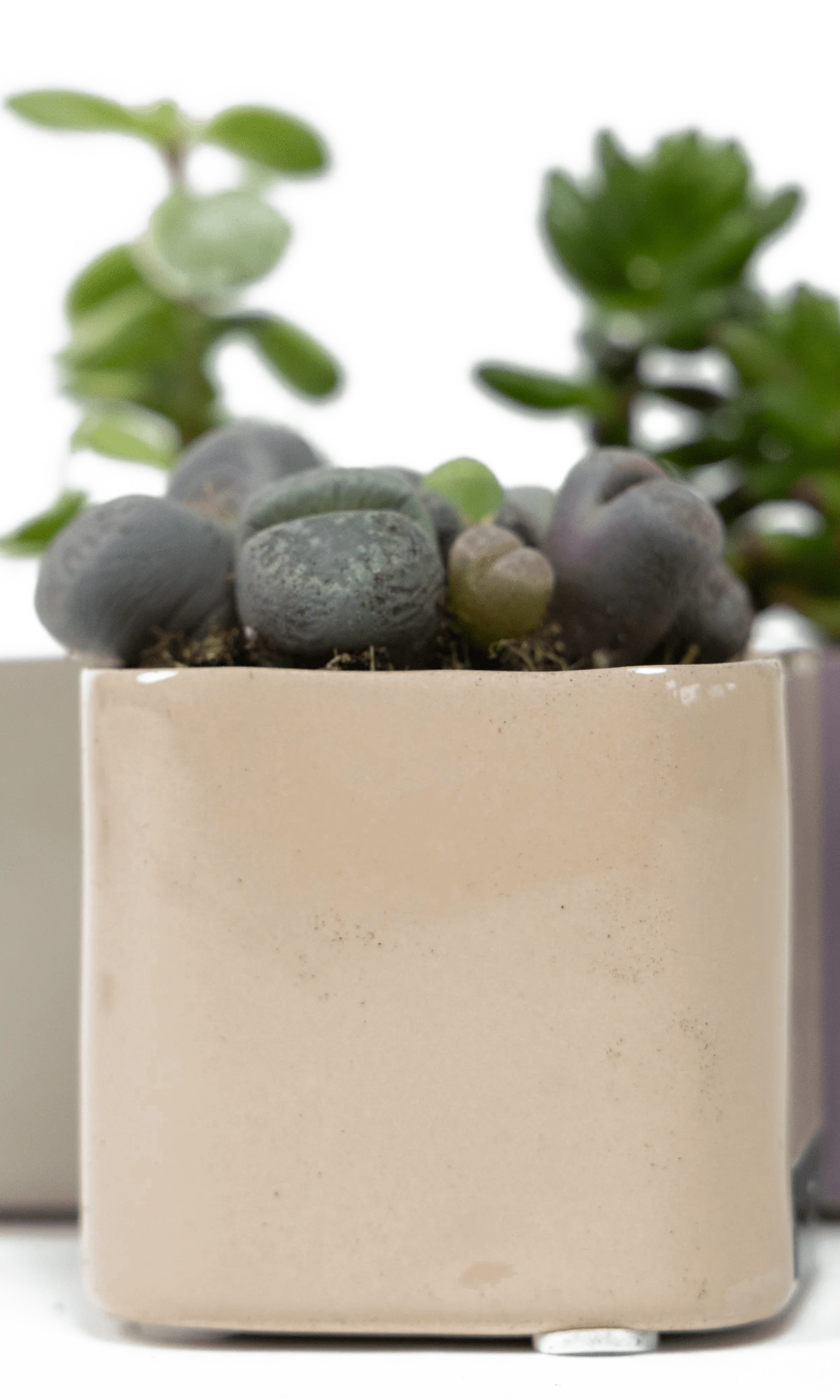 Three Chive Svek fully glazed ceramic planters in assorted colors styled with succulents.