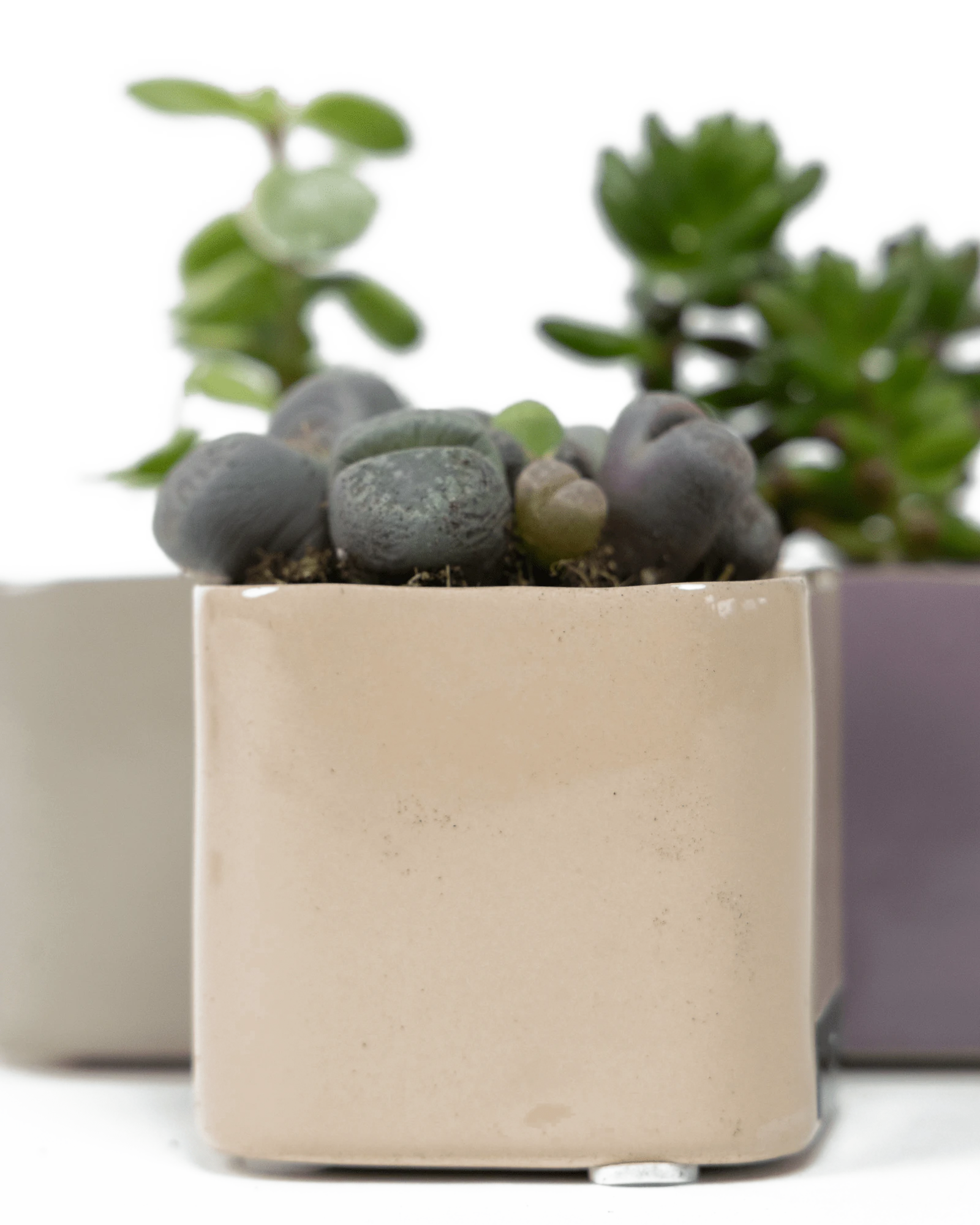Three Chive Svek fully glazed ceramic planters in assorted colors styled with succulents.