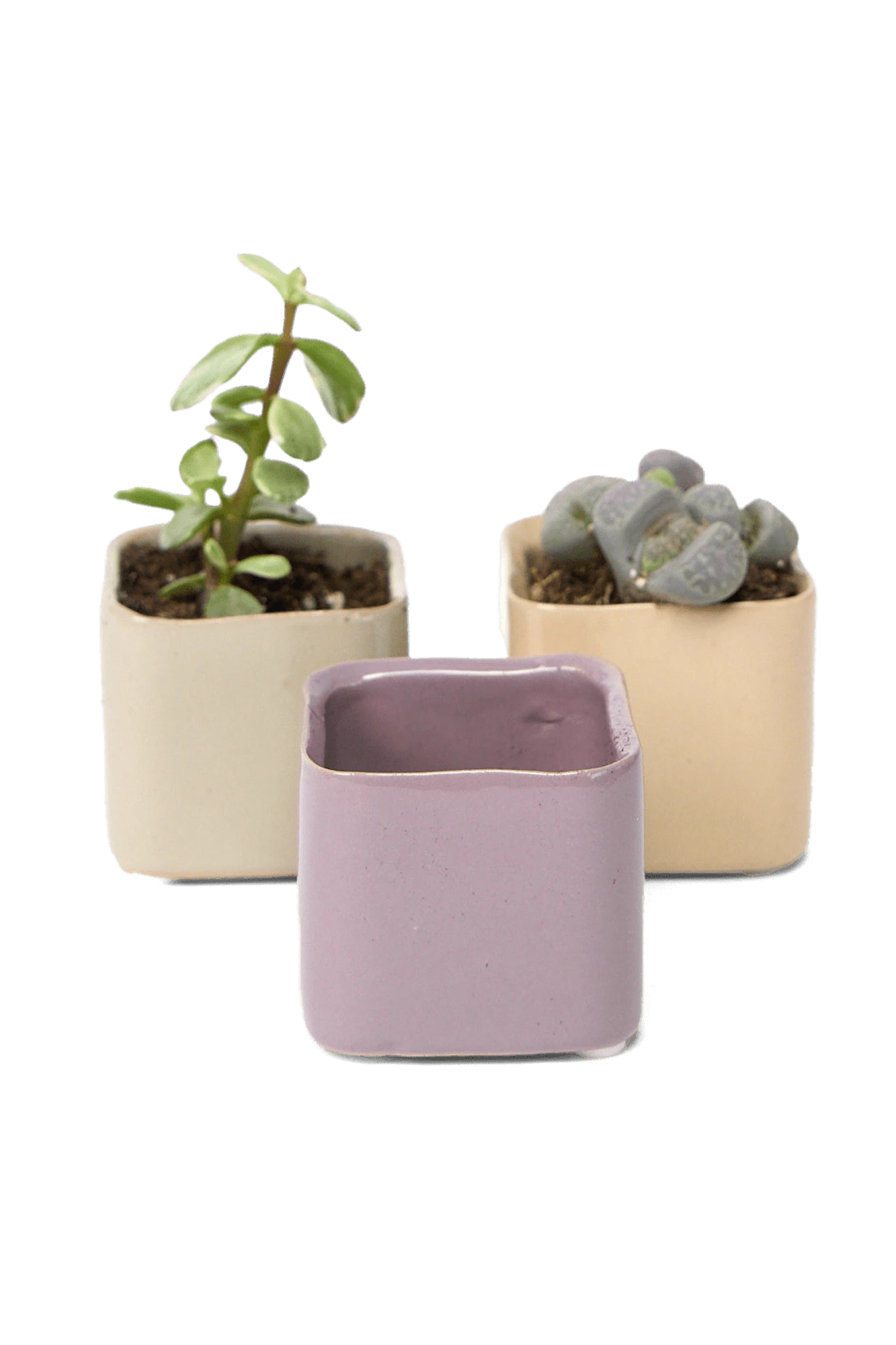 Three Chive Svek fully glazed ceramic planters in assorted colors styled with small plants.