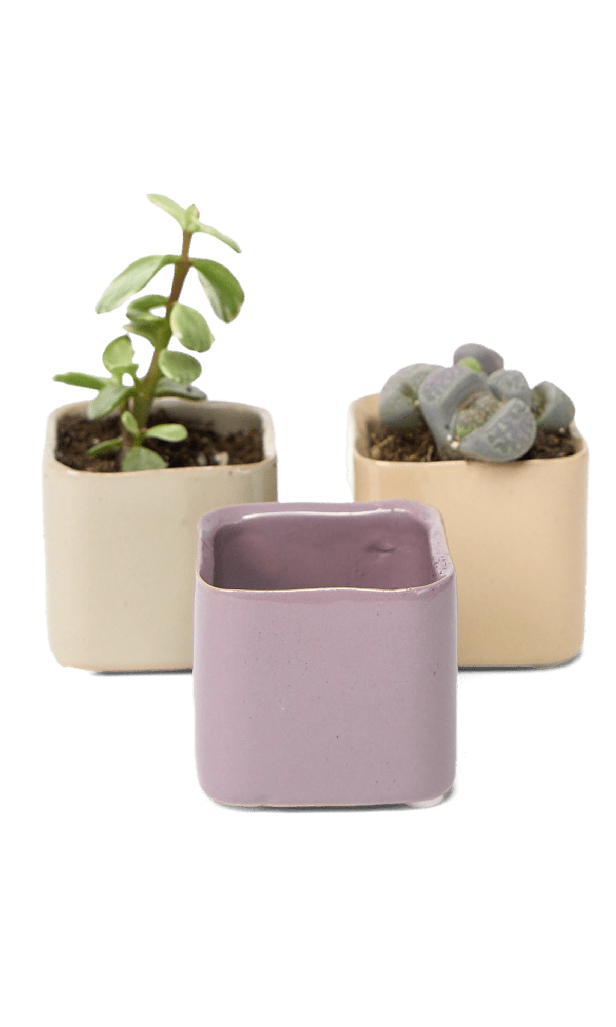 Three Chive Svek fully glazed ceramic planters in assorted colors styled with small plants.