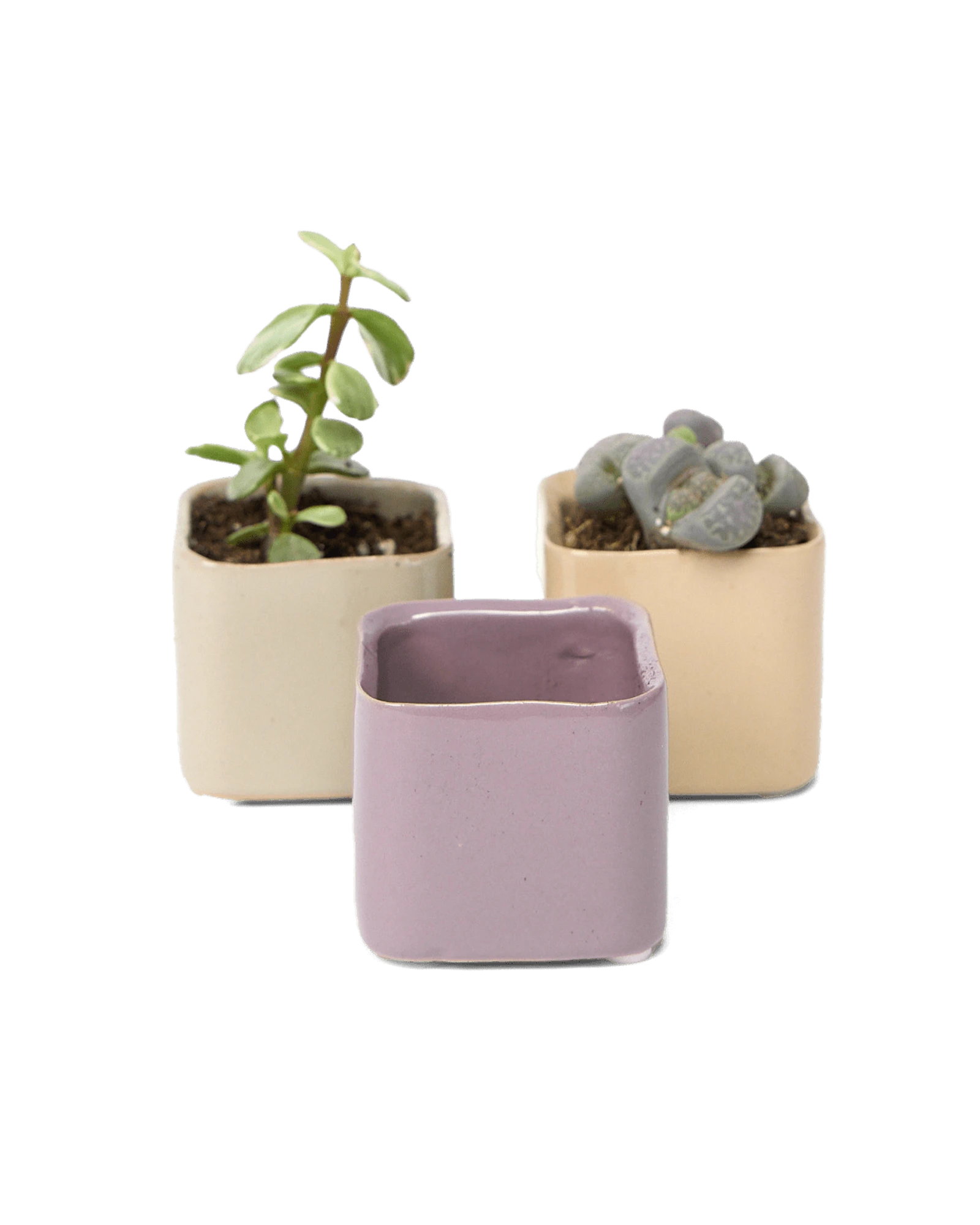 Three Chive Svek fully glazed ceramic planters in assorted colors styled with small plants.