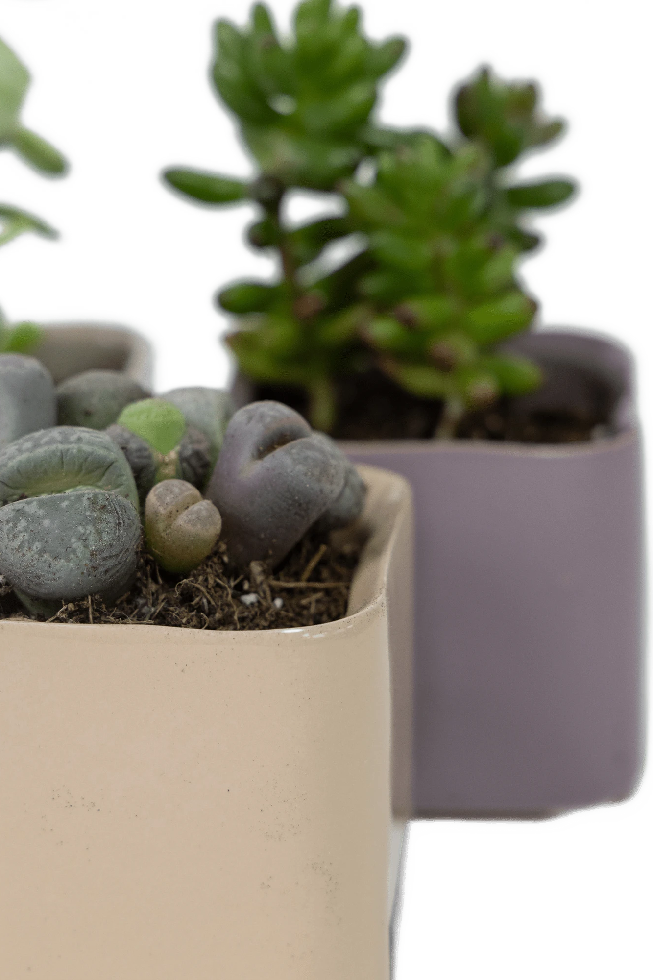 Close-up of the fully glazed surface on two Chive Svek ceramic pots, styled with succulents.