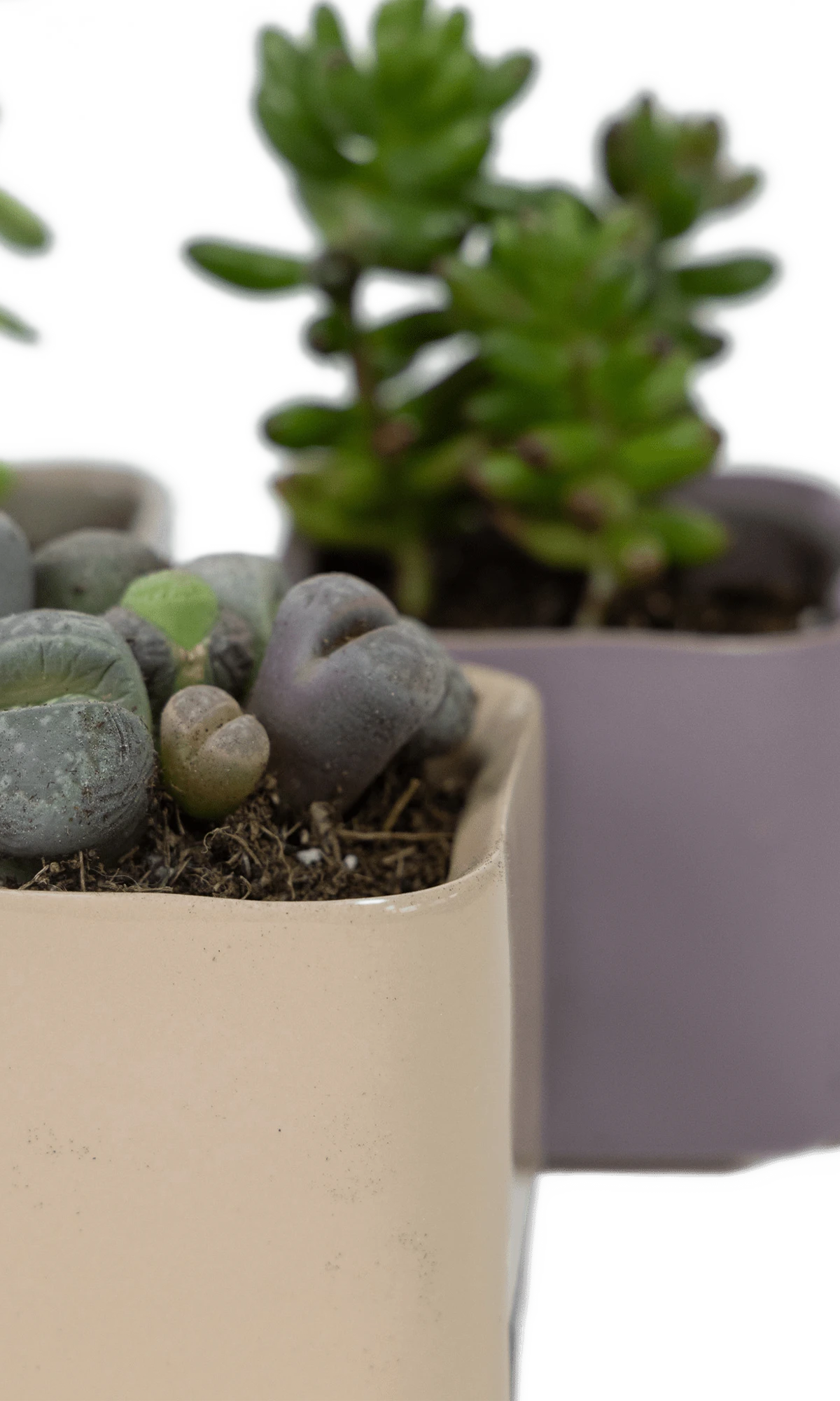 Close-up of the fully glazed surface on two Chive Svek ceramic pots, styled with succulents.