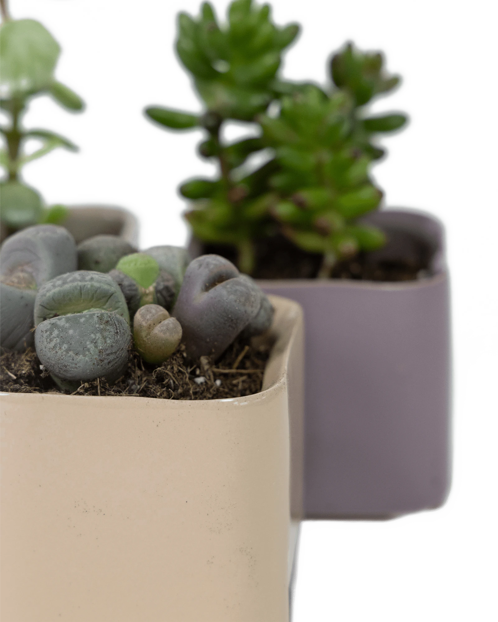 Close-up of the fully glazed surface on two Chive Svek ceramic pots, styled with succulents.