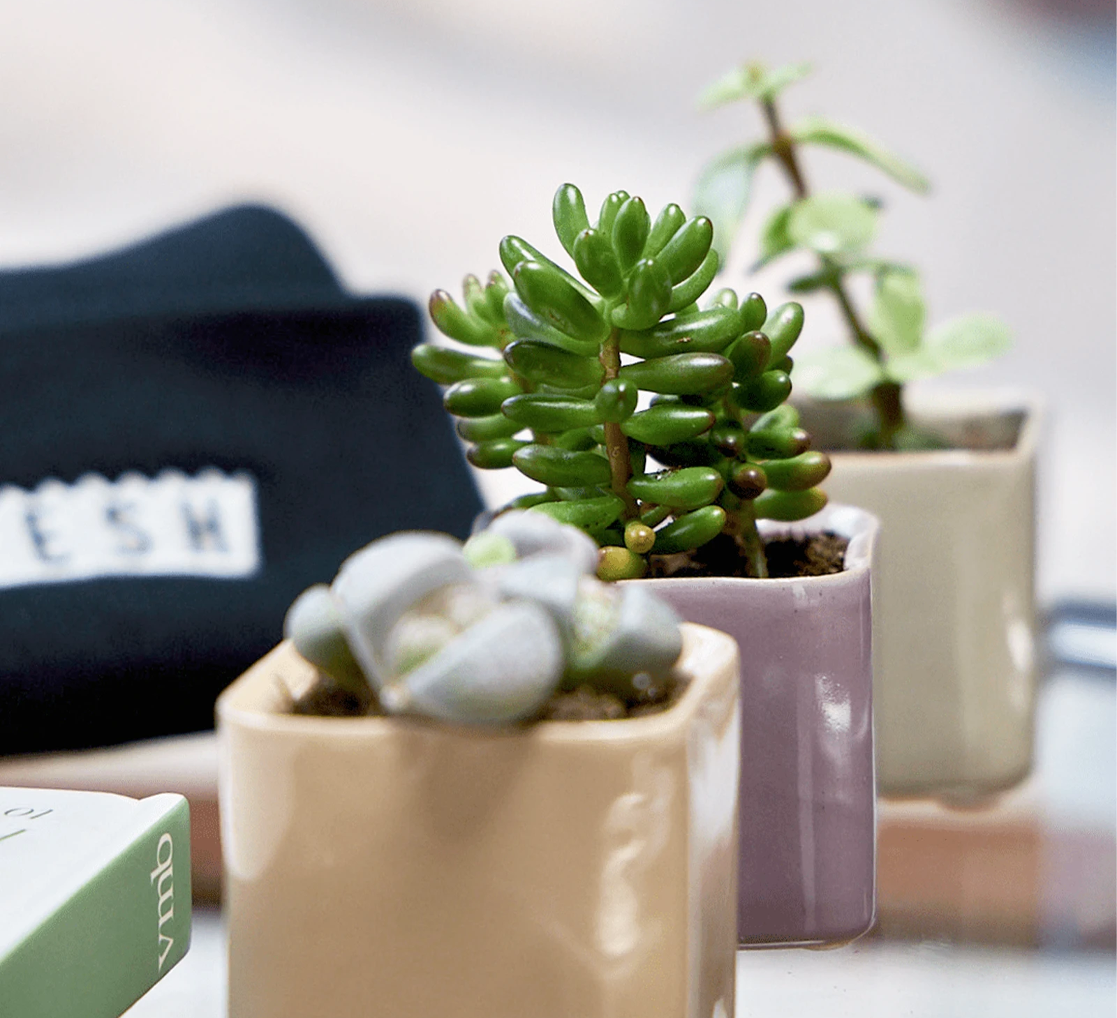 Three Chive Svek fully glazed ceramic planters styled with small plants on a glass table in a bright room.