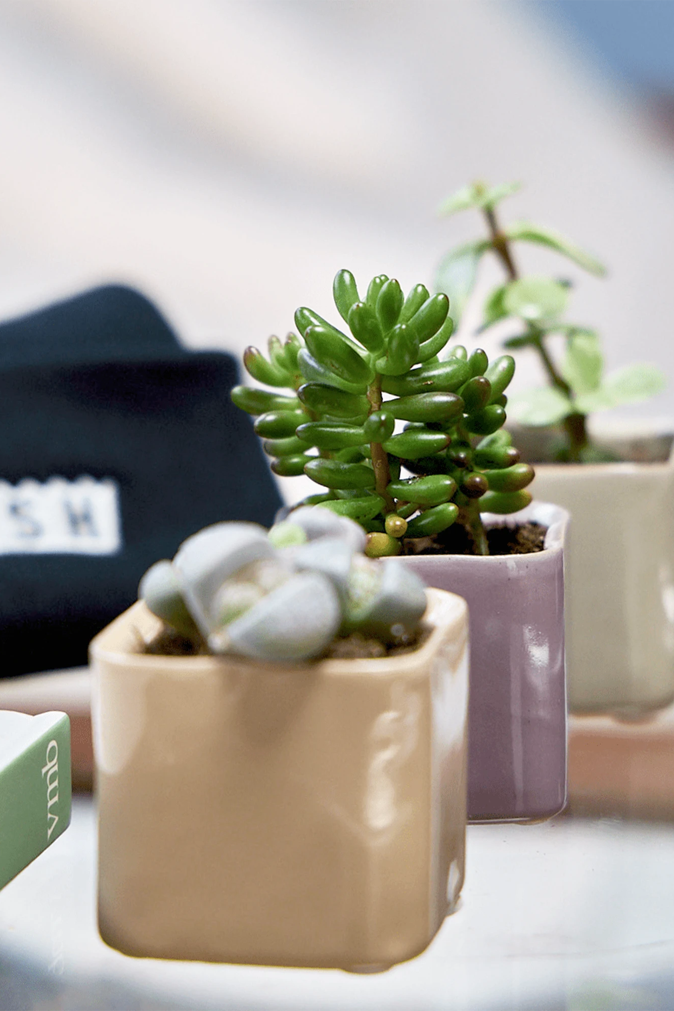 Three Chive Svek fully glazed ceramic planters styled with small plants on a glass table in a bright room.