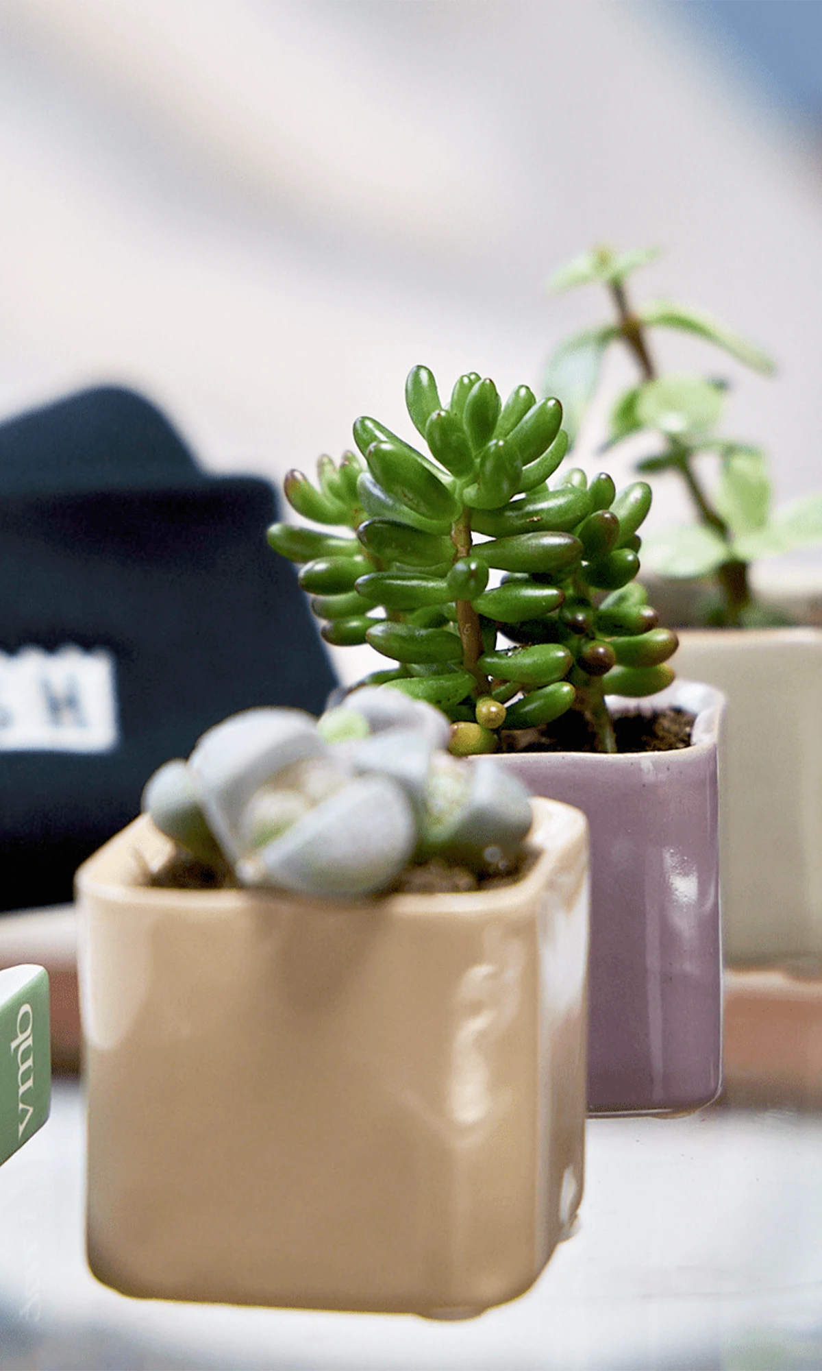 Three Chive Svek fully glazed ceramic planters styled with small plants on a glass table in a bright room.
