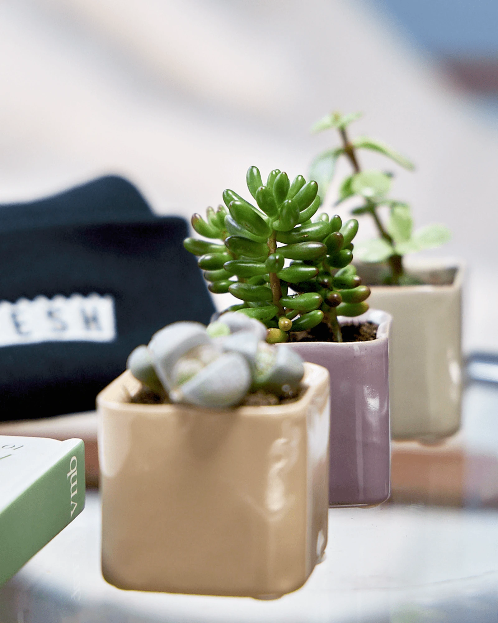 Three Chive Svek fully glazed ceramic planters styled with small plants on a glass table in a bright room.