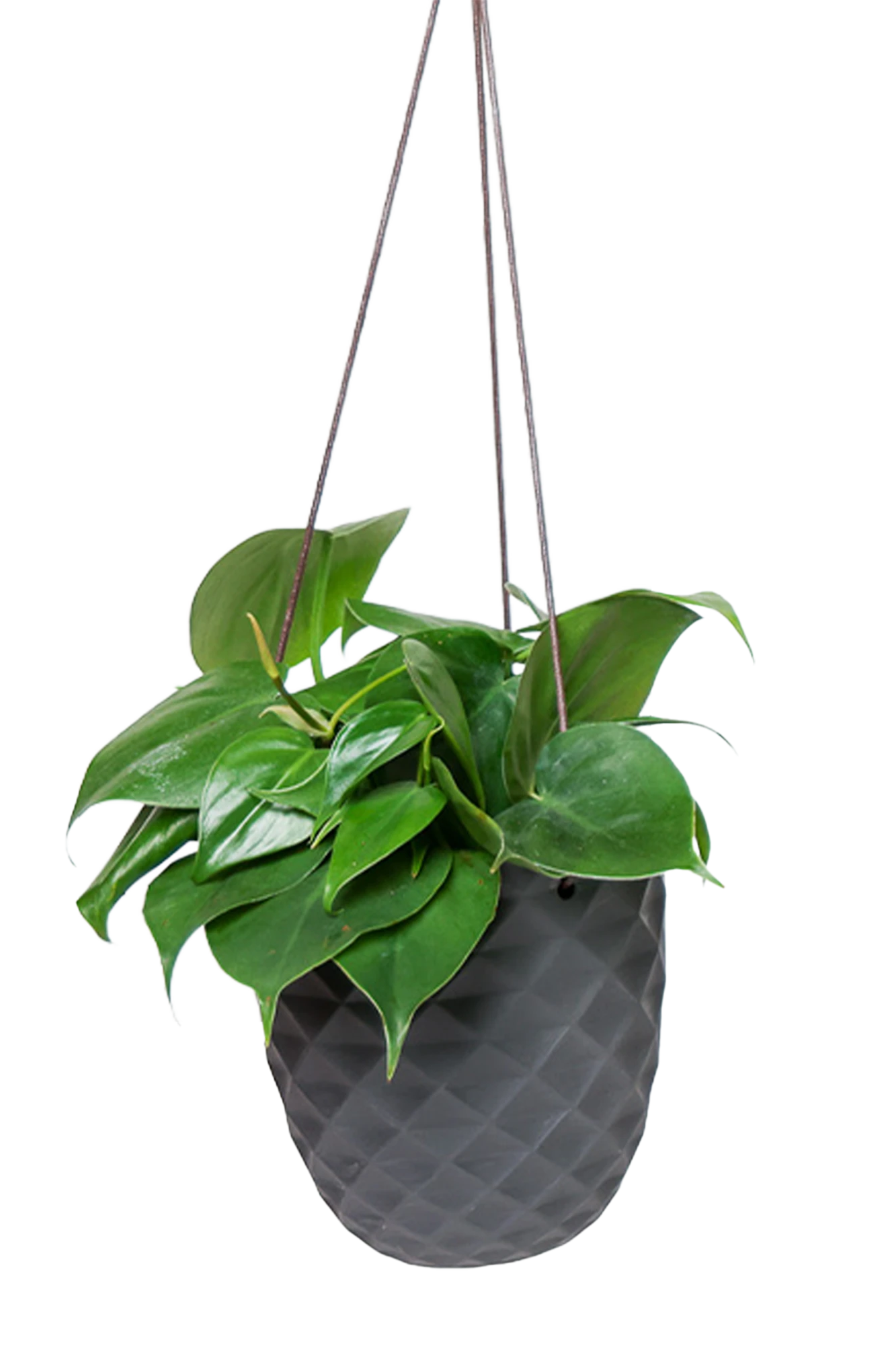 Chive Thimble black porcelain hanging planter with no drainage styled with a heartleaf philodendron.