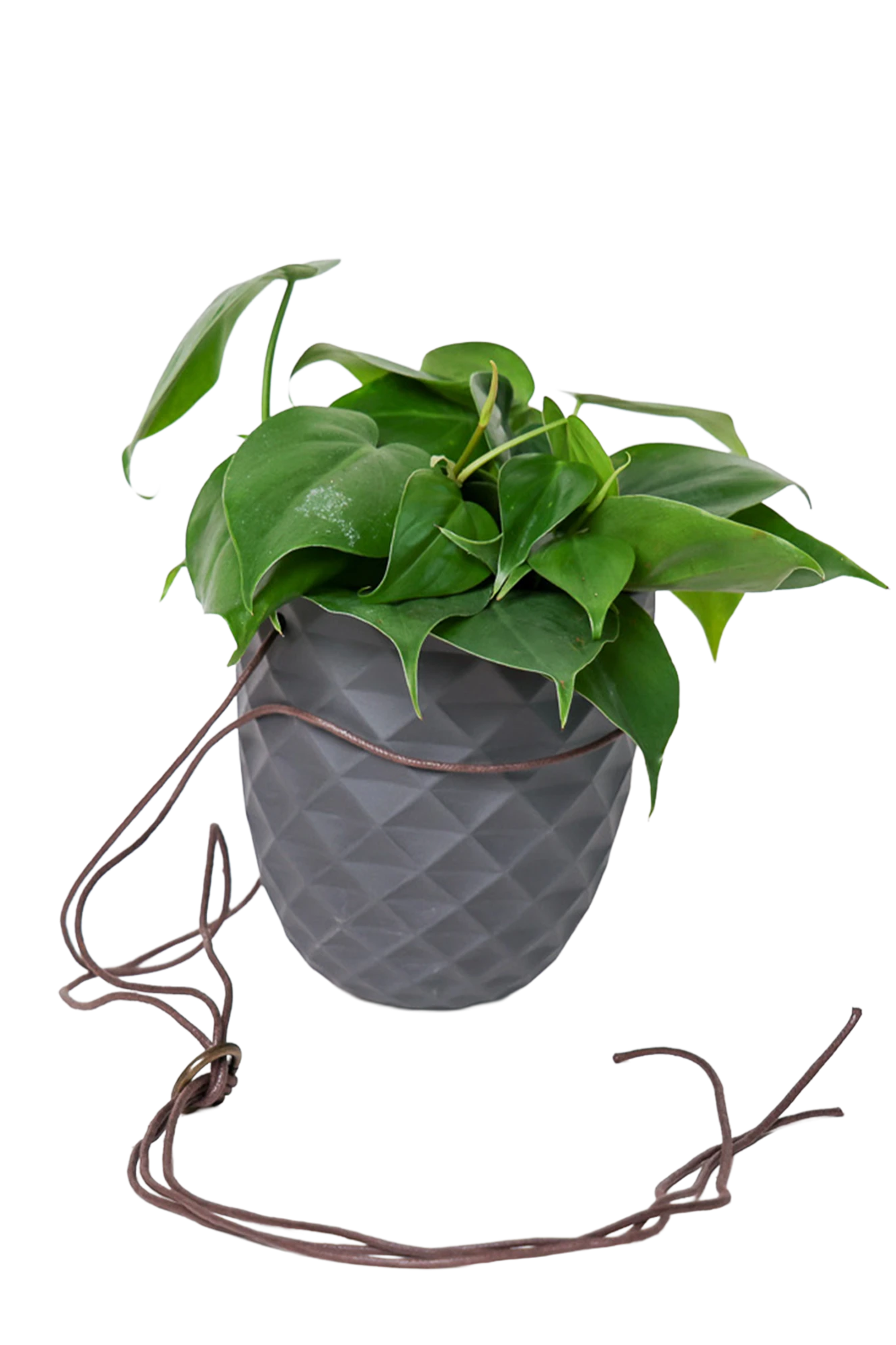 Chive Thimble black porcelain hanging planter with no drainage holding a heartleaf philodendron with cord loosely dropped.