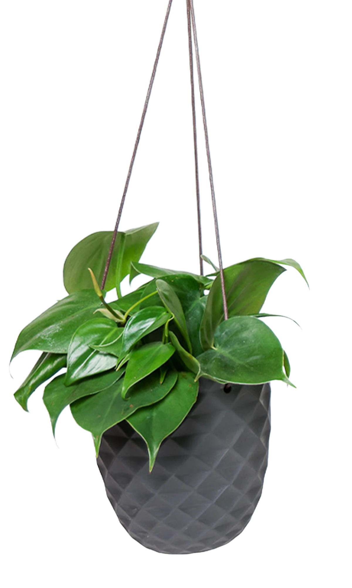 Chive Thimble black porcelain hanging planter with no drainage styled with a heartleaf philodendron.