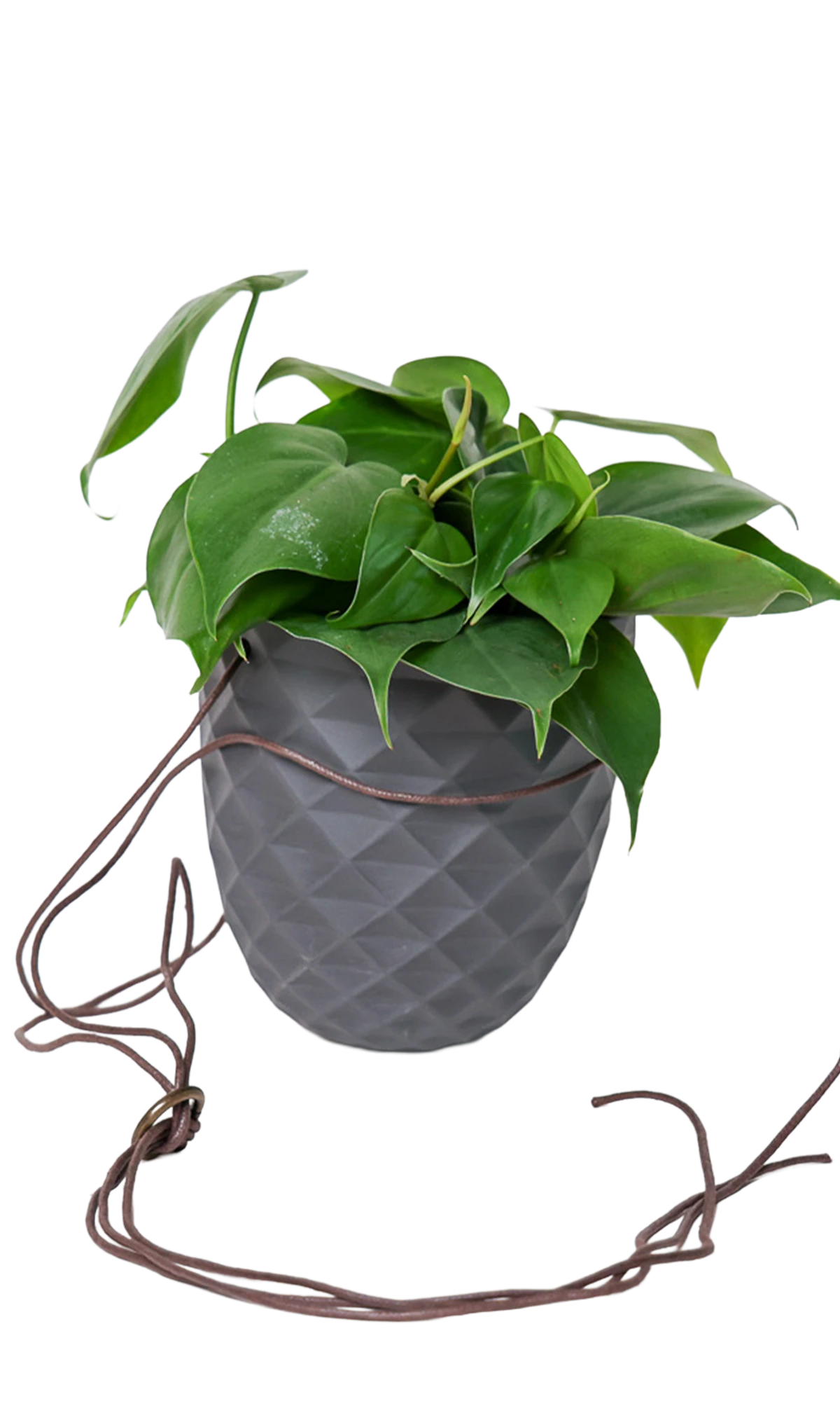 Chive Thimble black porcelain hanging planter with no drainage holding a heartleaf philodendron with cord loosely dropped.