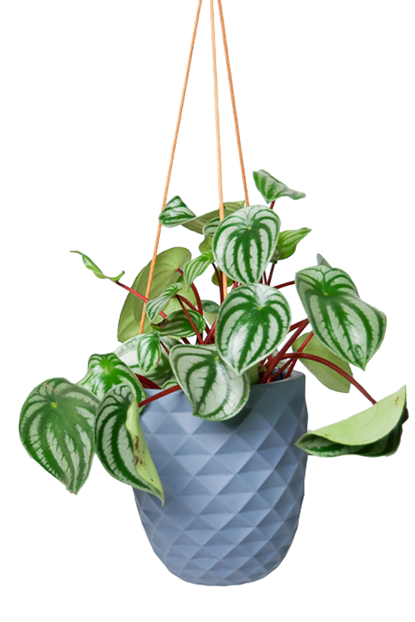 Chive Thimble blue grey porcelain modern hanging planter with no drainage holding a peperomia.