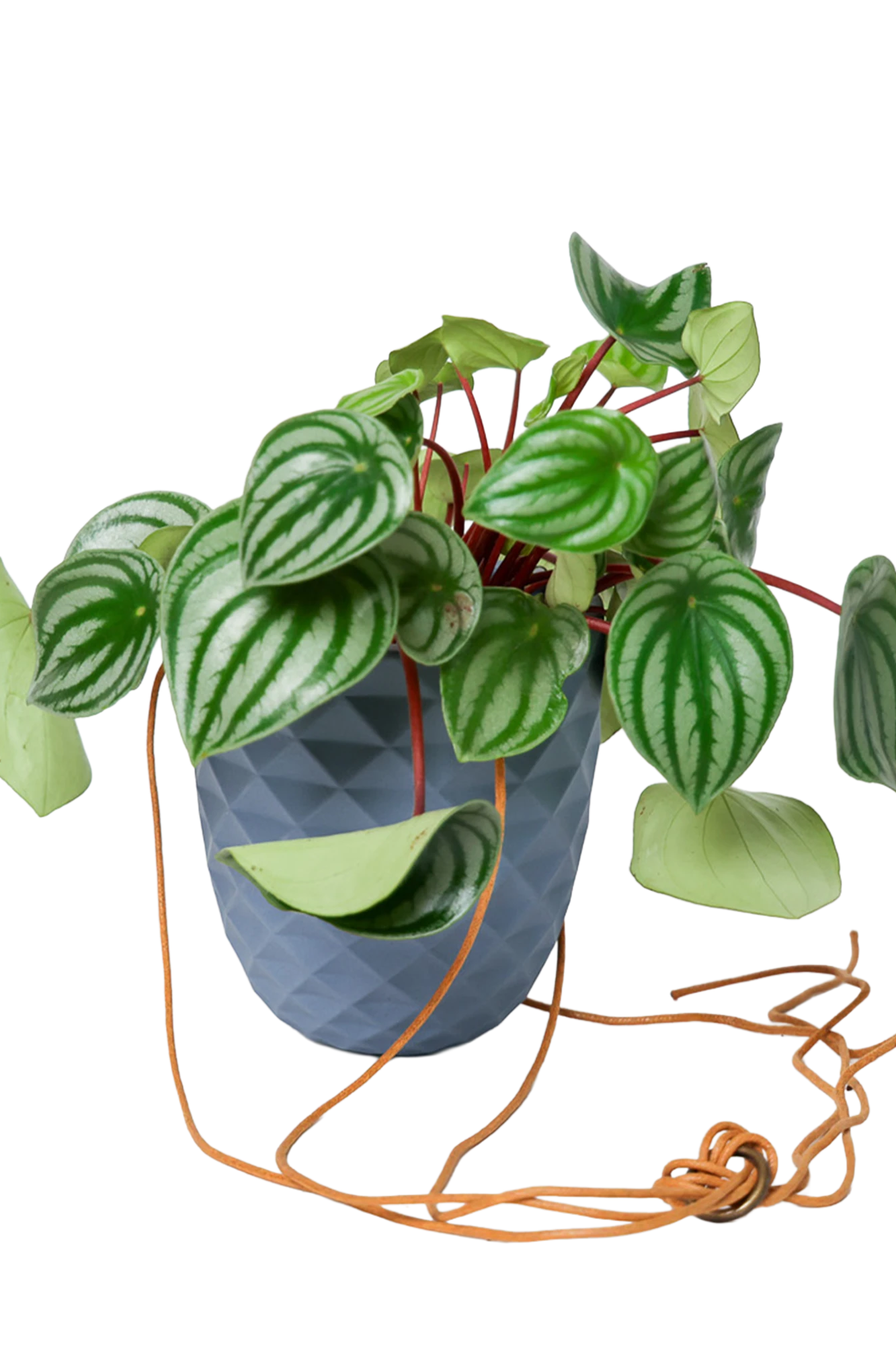 Chive Thimble blue grey porcelain hanging planter with no drainage holding a peperomia.