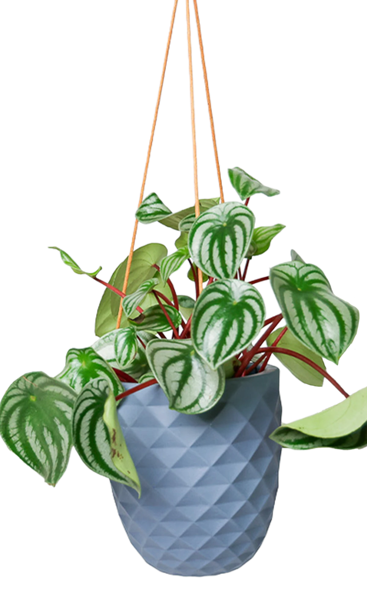 Chive Thimble blue grey porcelain modern hanging planter with no drainage holding a peperomia.