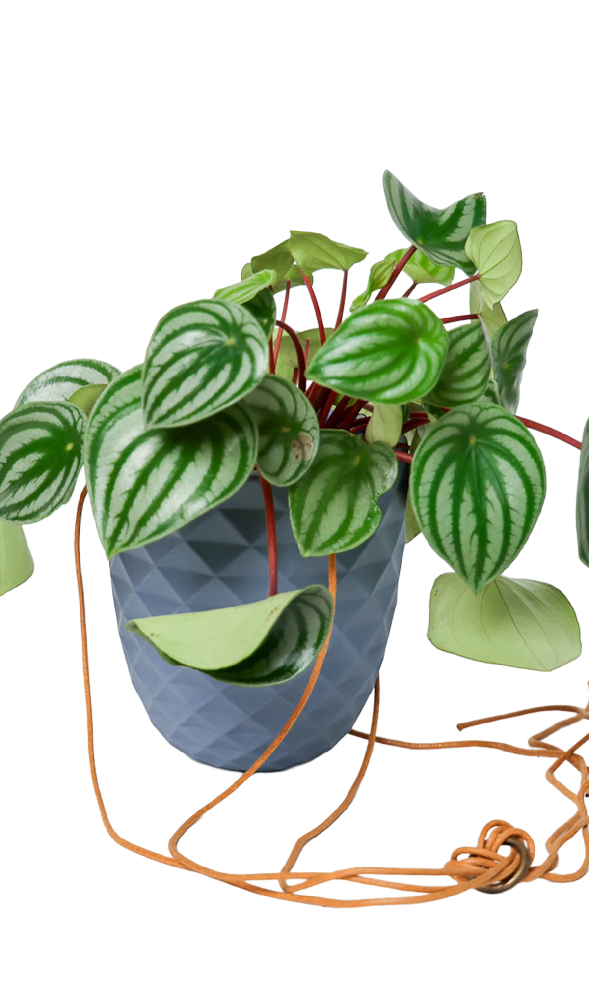 Chive Thimble blue grey porcelain hanging planter with no drainage holding a peperomia.