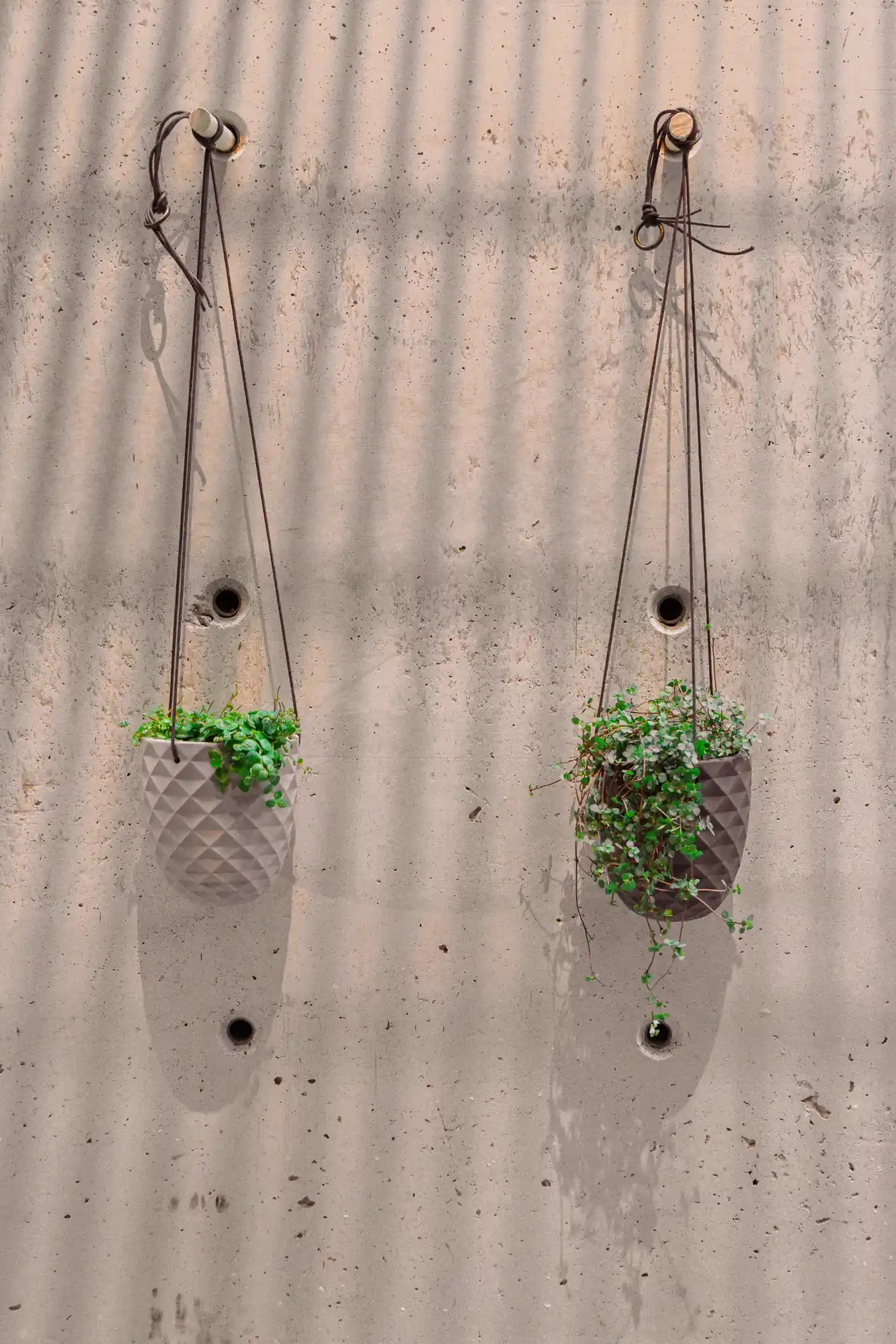 Chive Thimble porcelain hanging planters with no drainage in light grey and black holding dichondra plants against a concrete wall.
