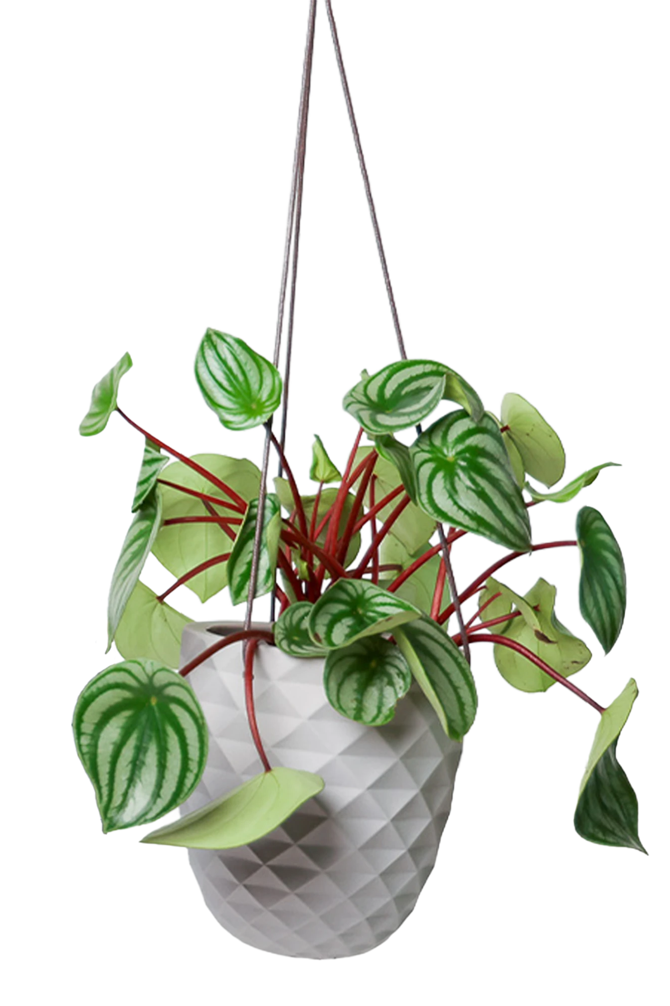 Chive Thimble light grey porcelain hanging planter with no drainage holding a watermelon peperomia.