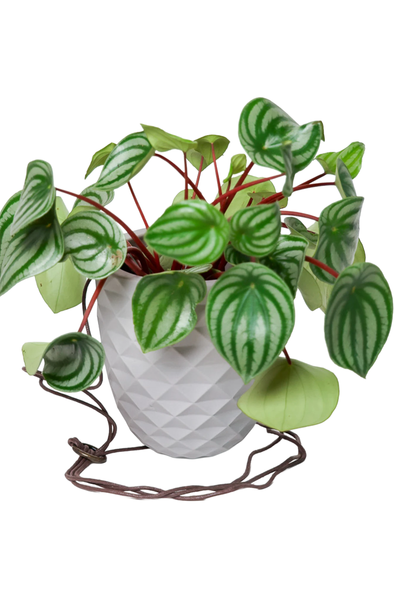 Chive Thimble light grey porcelain hanging planter with no drainage holding a peperomia with cord loosely dropped.