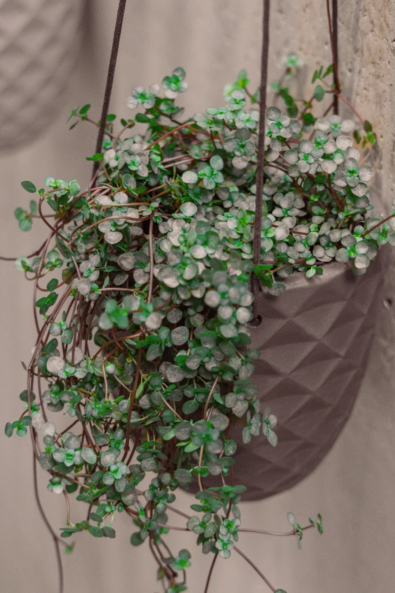 Close up of Chive Thimble porcelain hanging planters in light grey styled with a dichondra plants against a concrete wall.