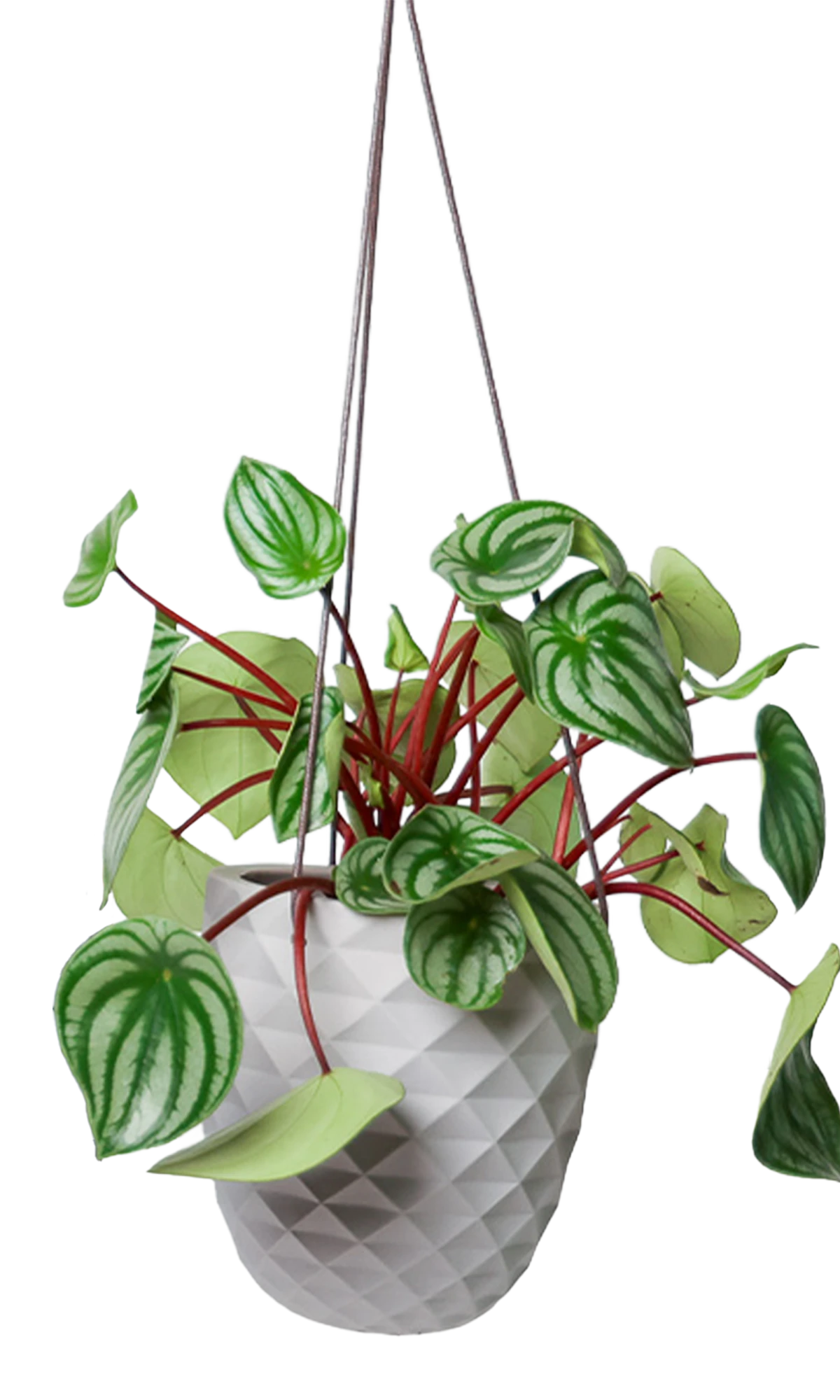 Chive Thimble light grey porcelain hanging planter with no drainage holding a watermelon peperomia.