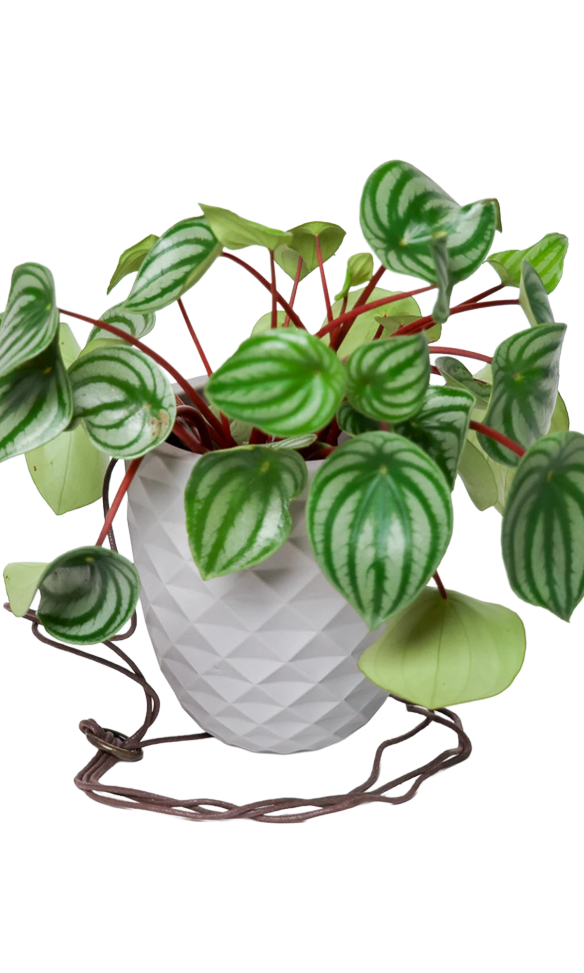 Chive Thimble light grey porcelain hanging planter with no drainage holding a peperomia with cord loosely dropped.