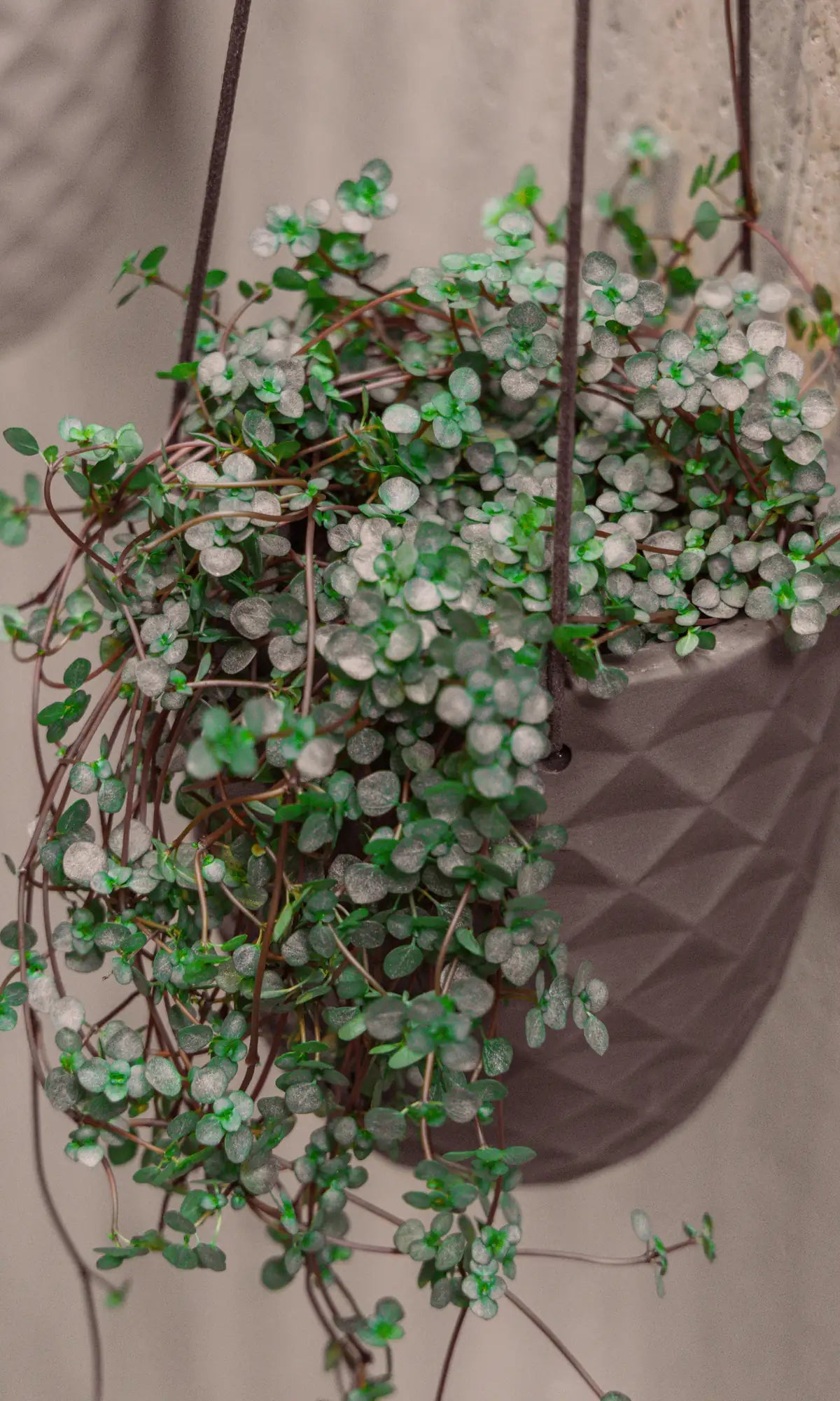 Close up of Chive Thimble porcelain hanging planters styled with a dichondra plants against a concrete wall.