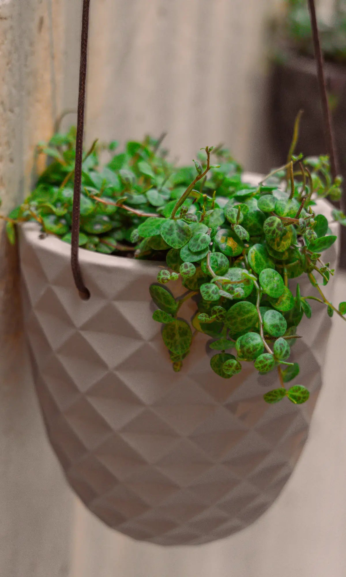 Close up of Chive Thimble porcelain hanging planters styled with plants against a concrete wall.