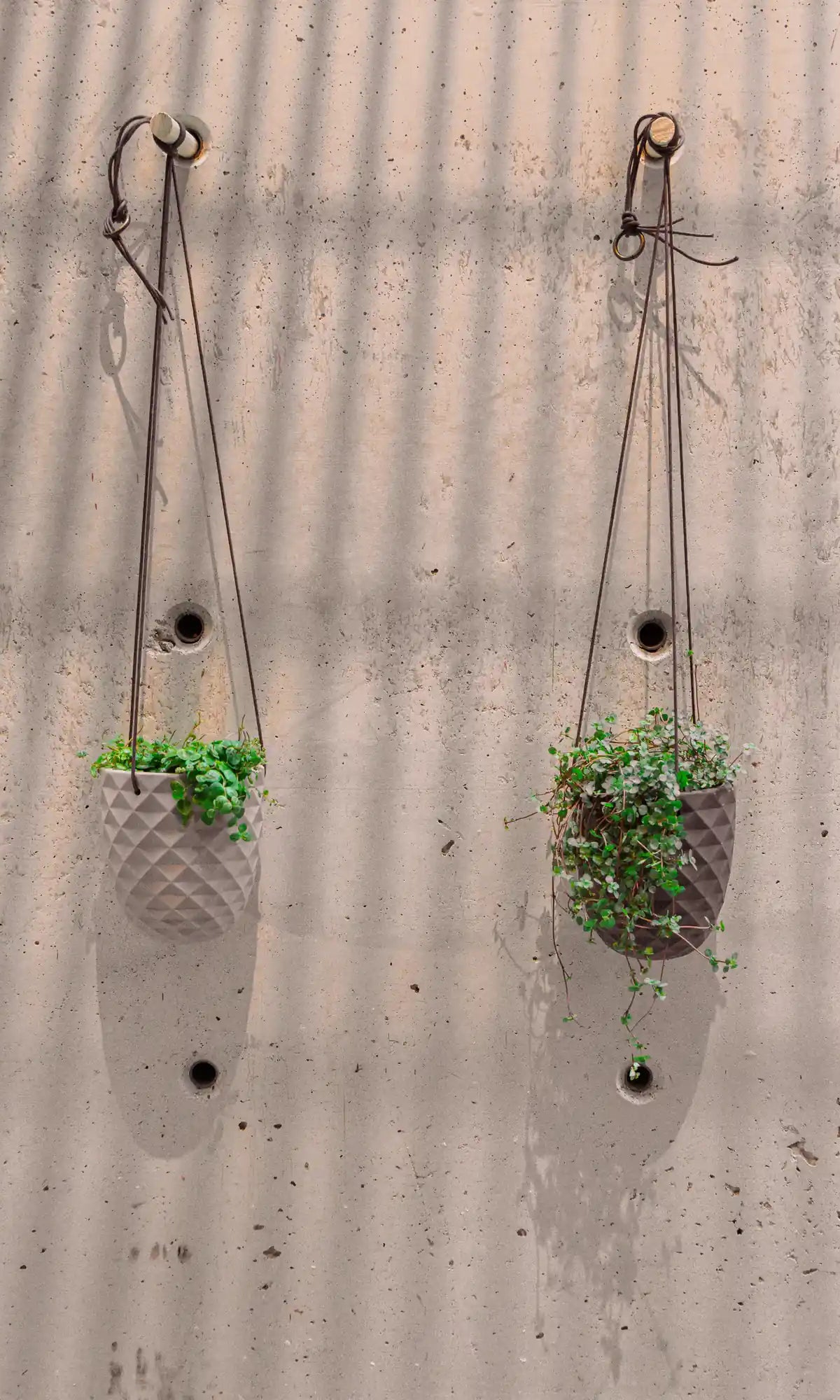 Chive Thimble porcelain hanging planters with no drainage in light grey and black holding dichondra plants against a concrete wall.