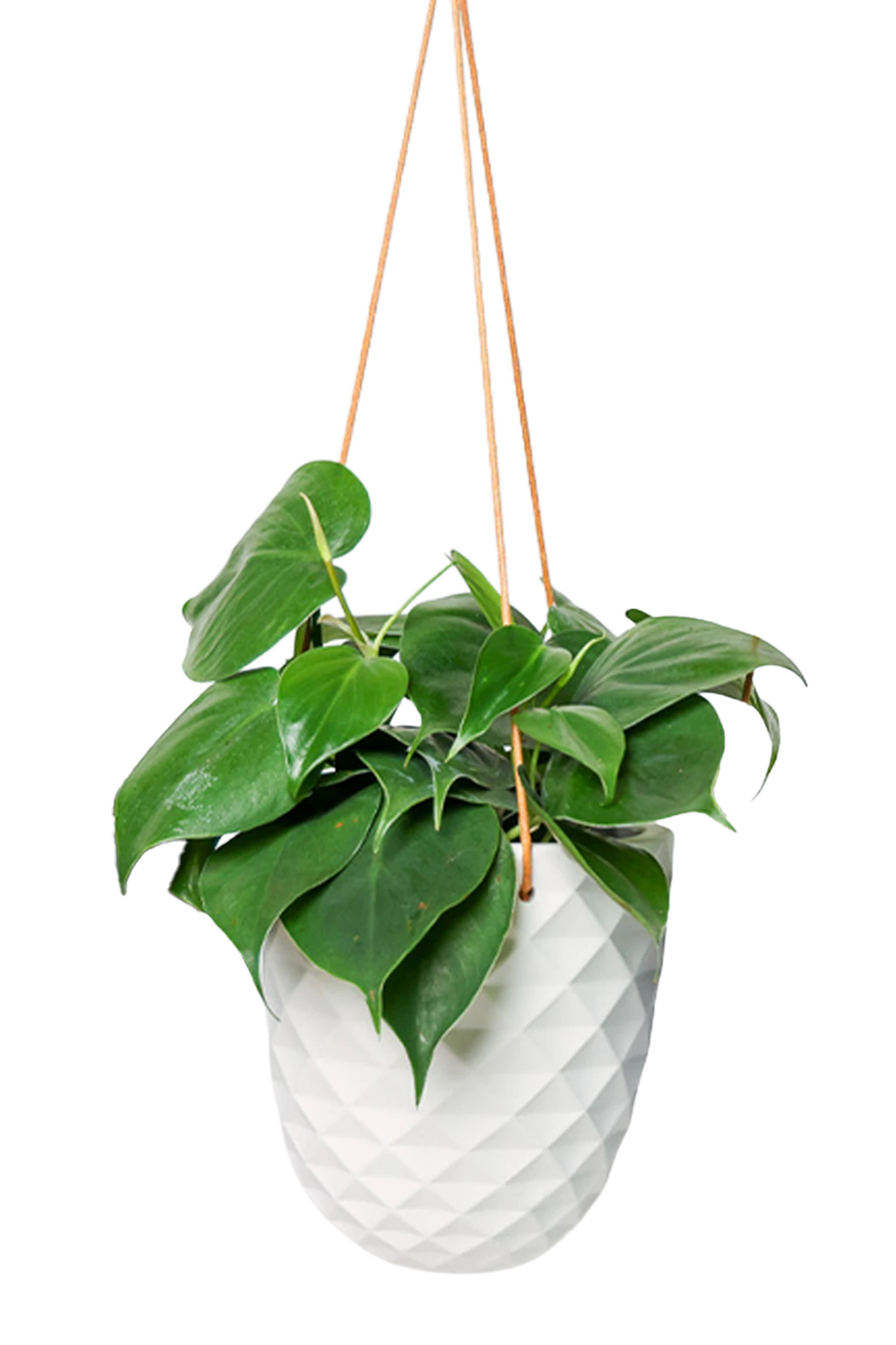 Chive Thimble white porcelain hanging planter with no drainage holding a heartleaf philodendron.
