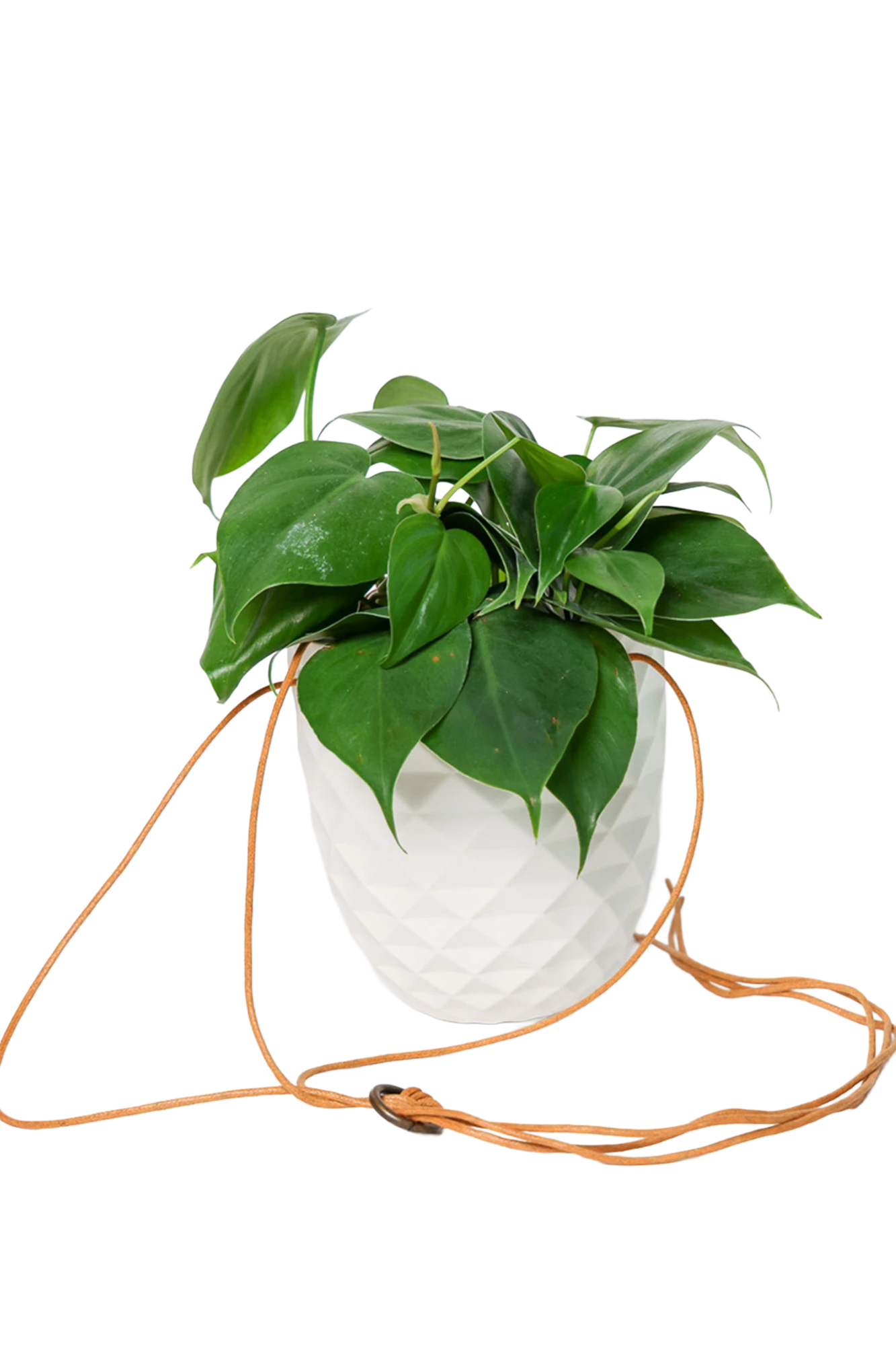 Chive Thimble white porcelain hanging planter with no drainage holding a heartleaf philodendron, with cord loosely dropped.