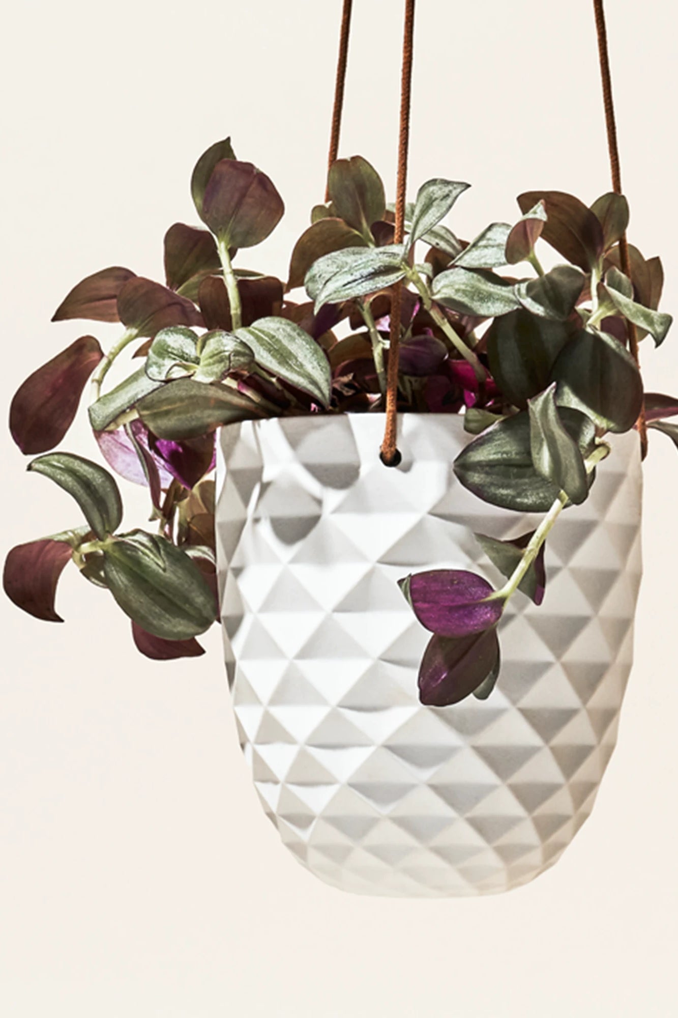 Chive Thimble white porcelain hanging planter with no drainage styled with a Tradescantia zebrina.