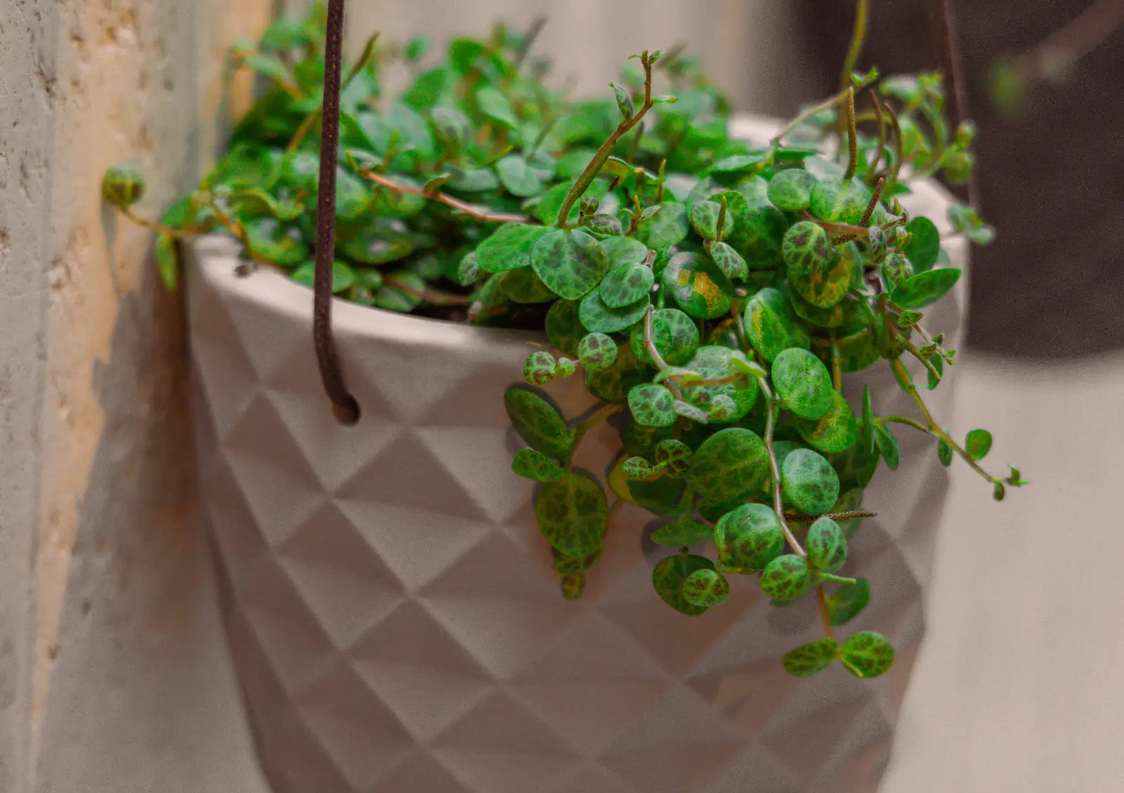Close up of Chive Thimble porcelain hanging planters in white styled with plants against a concrete wall.