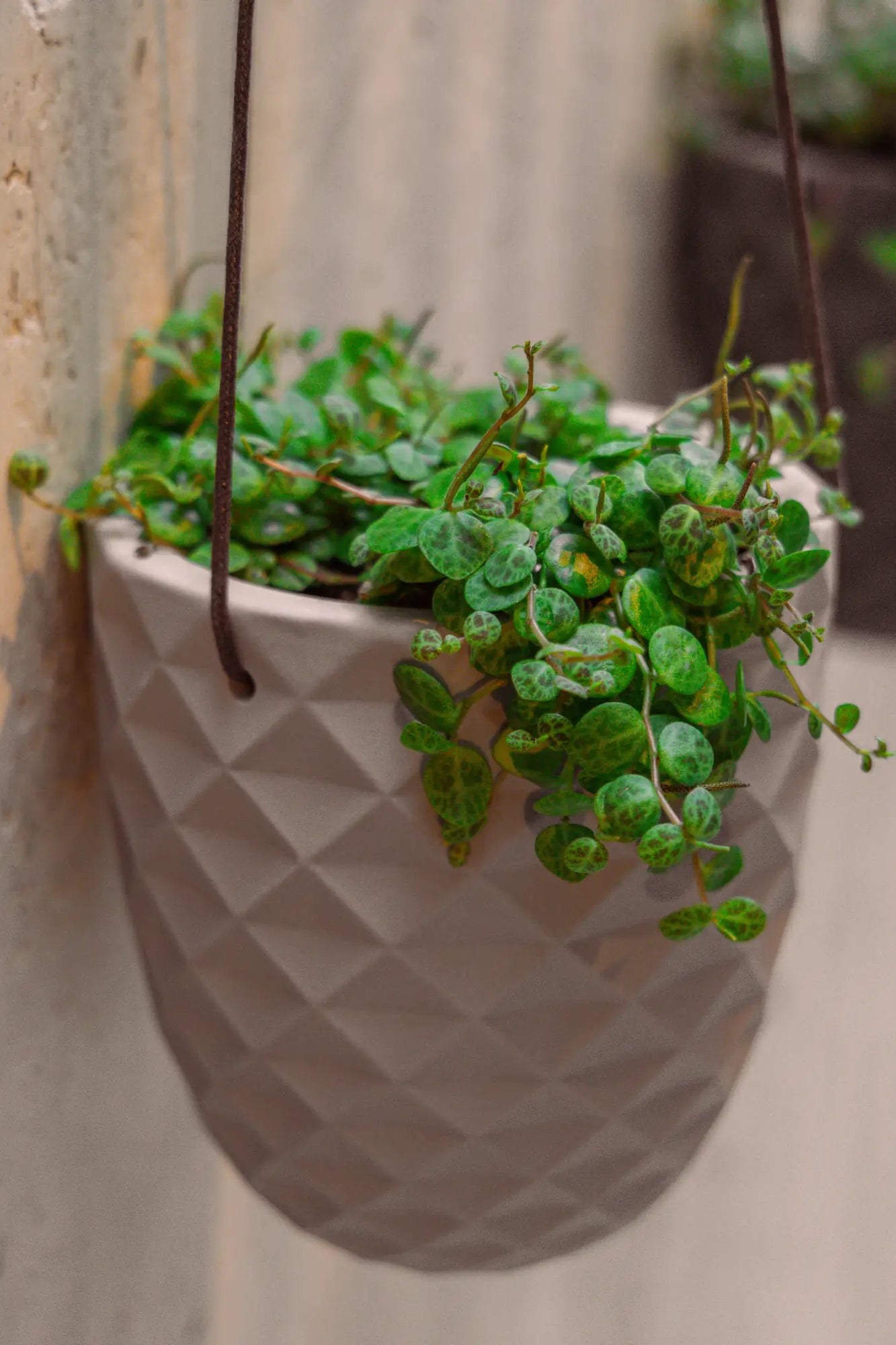 Close up of Chive Thimble porcelain hanging planters in white styled with plants against a concrete wall.