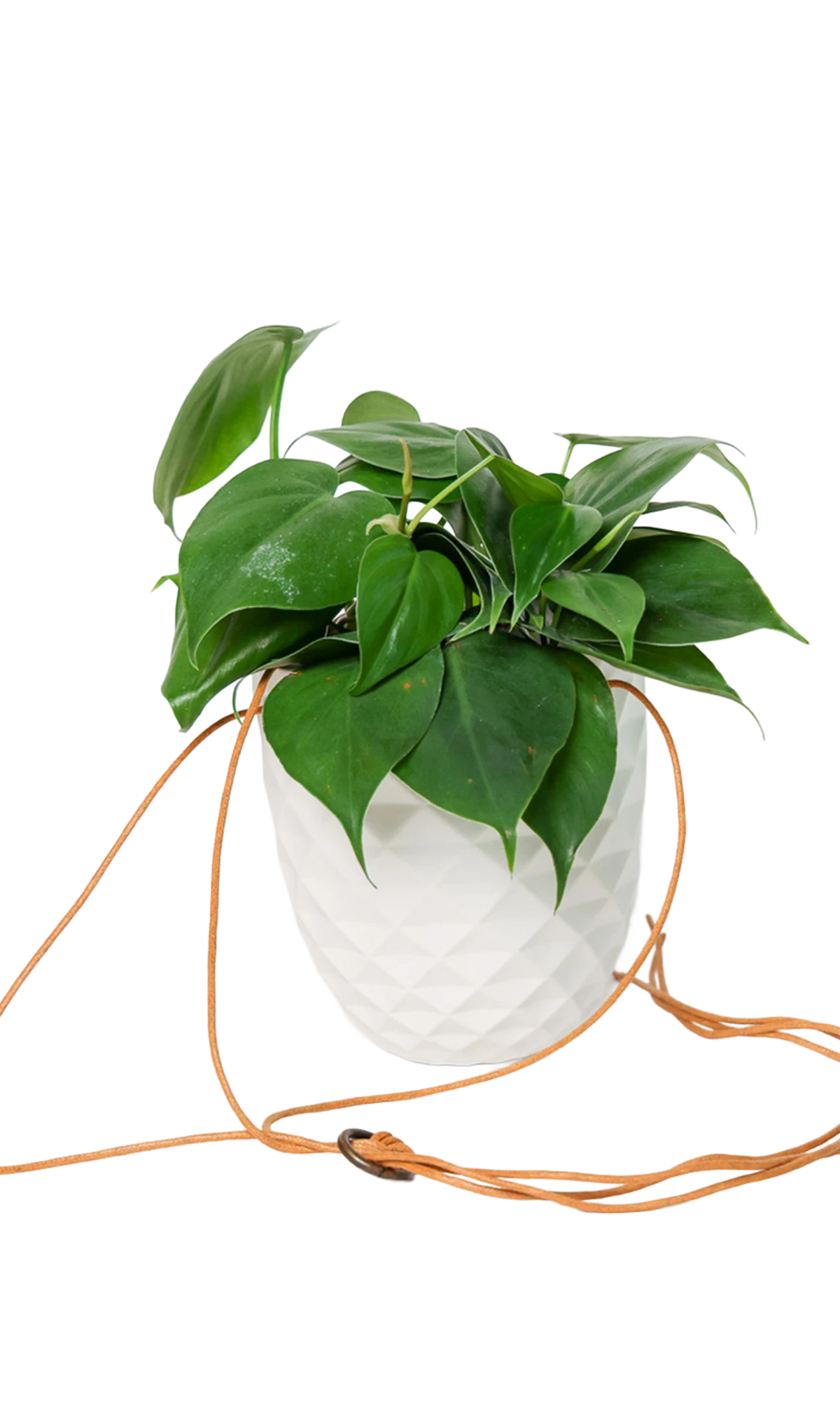 Chive Thimble white porcelain hanging planter with no drainage holding a heartleaf philodendron, with cord loosely dropped.