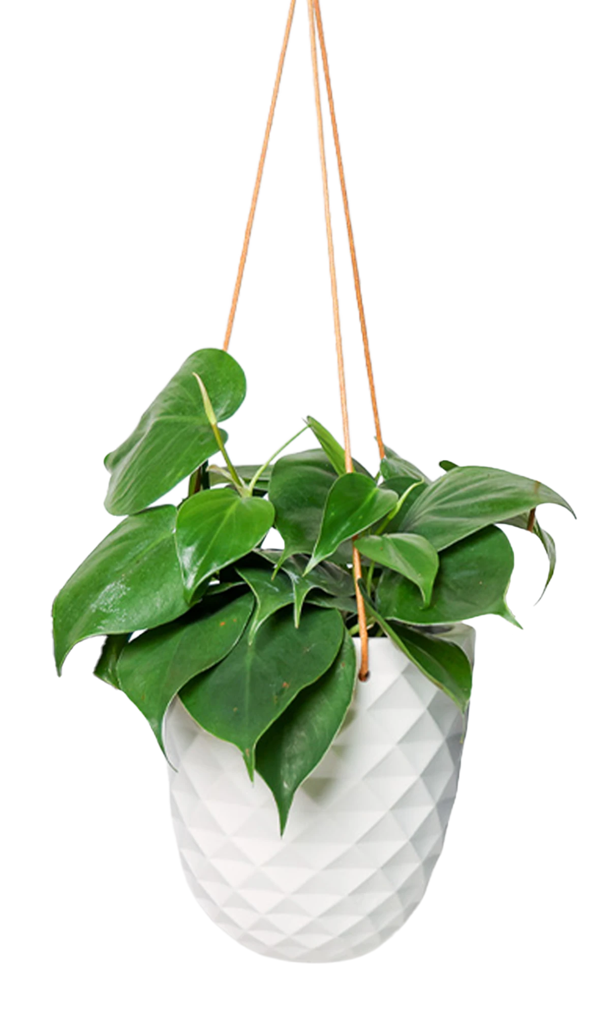 Chive Thimble white porcelain hanging planter with no drainage holding a heartleaf philodendron.
