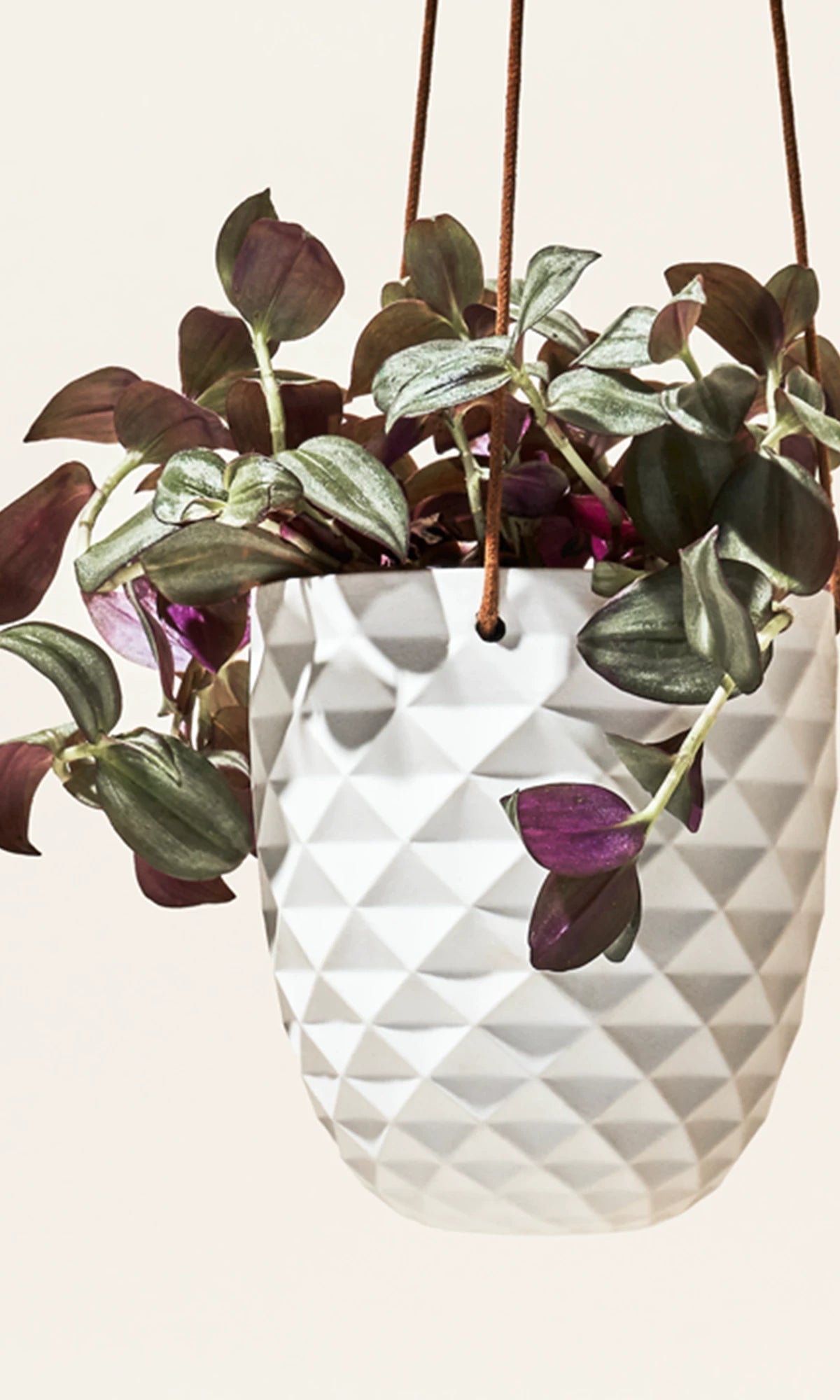 Chive Thimble white porcelain hanging planter with no drainage styled with a Tradescantia zebrina.
