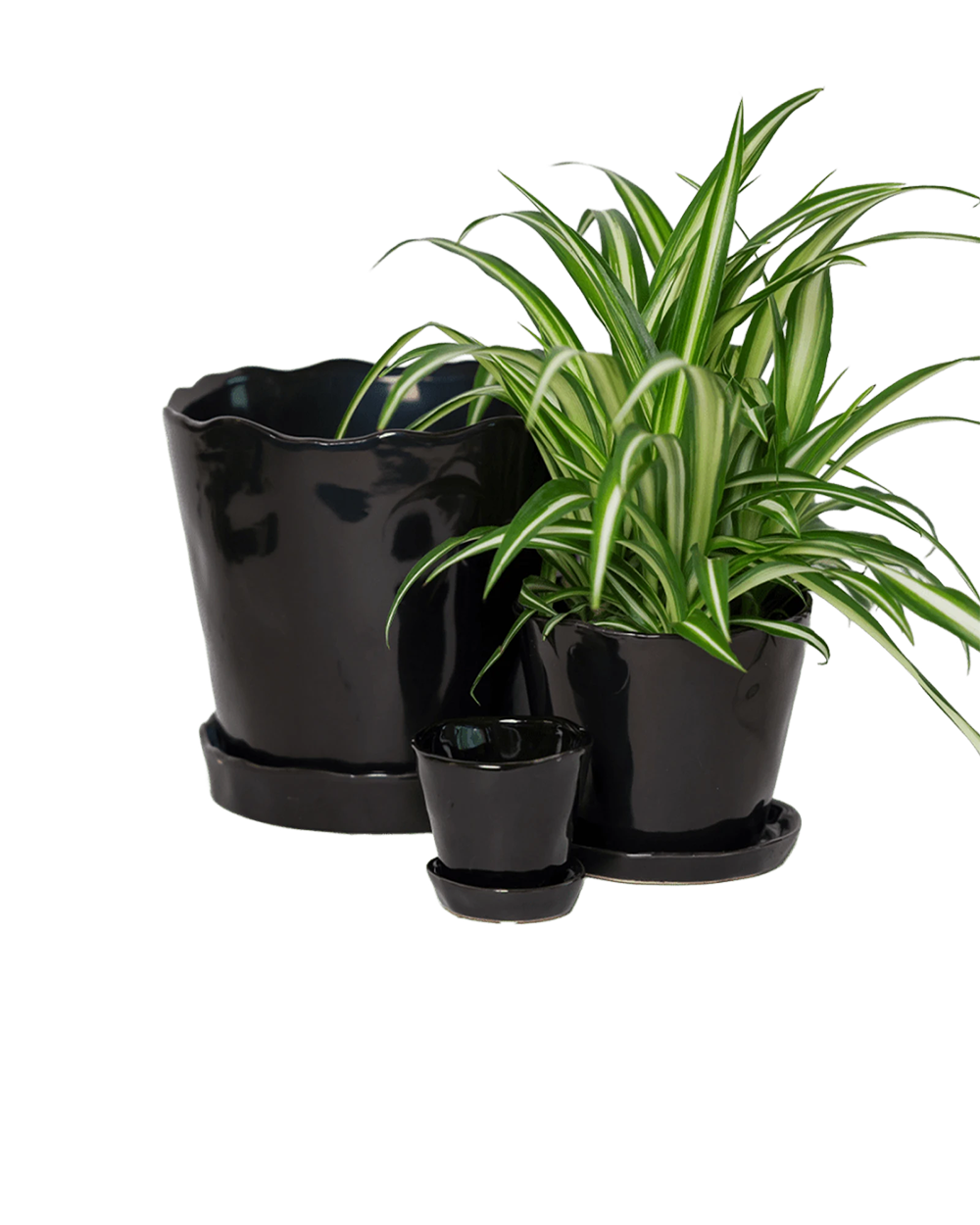 Chive Tika black glazed ceramic planters in small, medium and large sizes with drainage and saucers, styled with a spider plant.