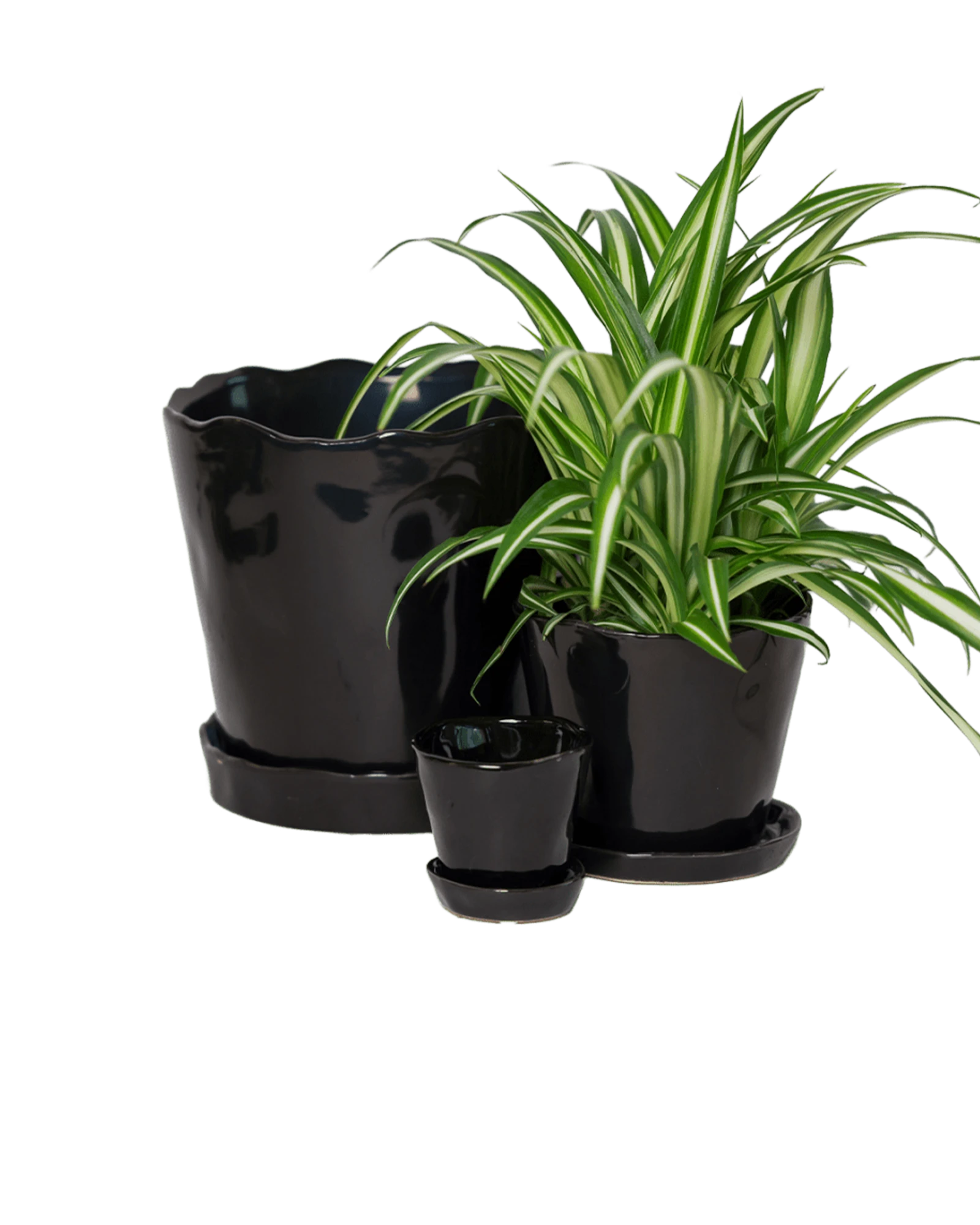 Chive Tika black glazed ceramic planters in small, medium and large sizes with drainage and saucers, styled with a spider plant.